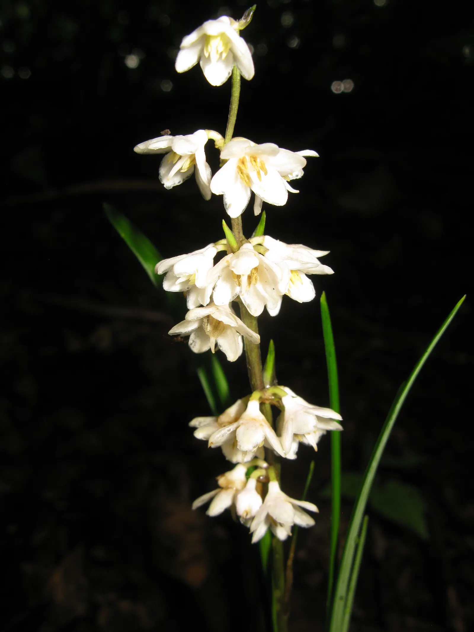 Black Mondo Grass (Ophiopogon Planiscapus 'Nigrescens') — commonly known as Black Mondo Grass; the plant forms dense clumps up to 1 foot across