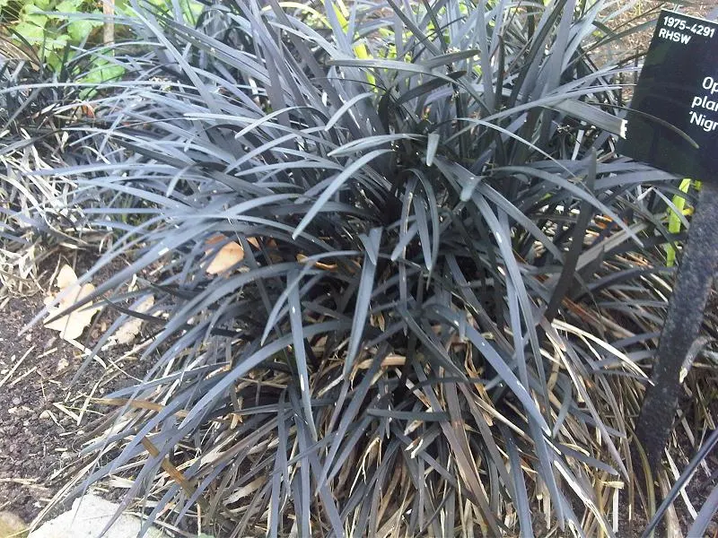 Black Mondo Grass (Ophiopogon Planiscapus 'Nigrescens') — making it a compelling component in any modern landscape composition; the plant forms dense clumps up