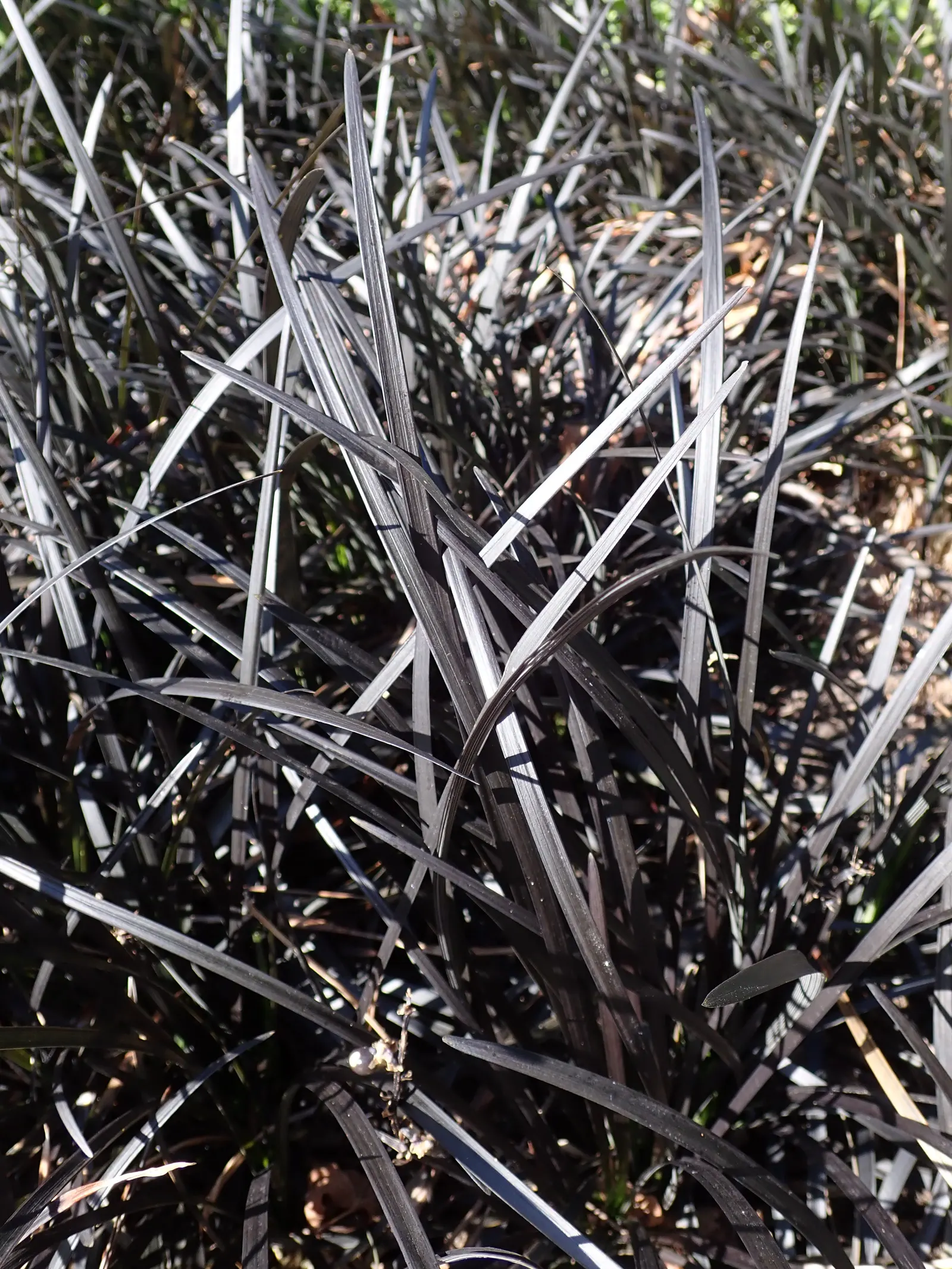 Black Mondo Grass (Ophiopogon Planiscapus 'Nigrescens') — which makes for an excellent ground cover or an eye-catching border along pathways or garden beds