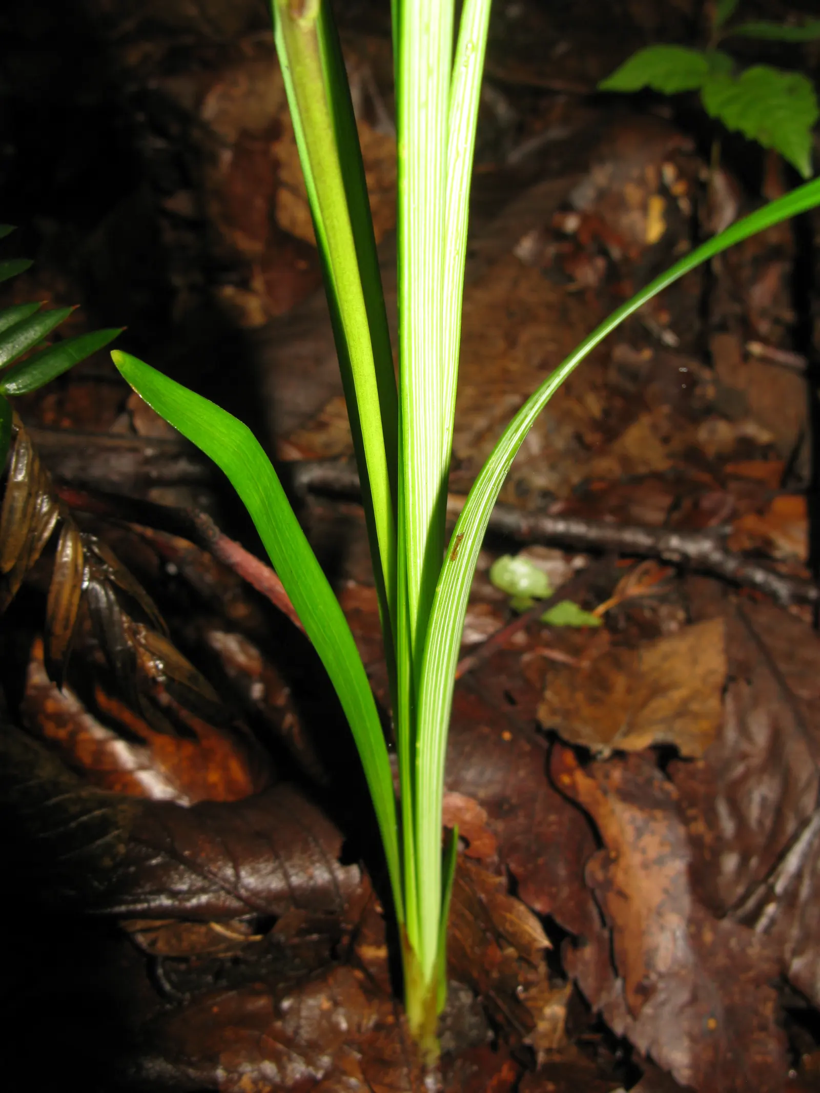 Black Mondo Grass (Ophiopogon Planiscapus 'Nigrescens') — presents a strikingly unique appeal in the landscape design with its deep purple to black, image 38