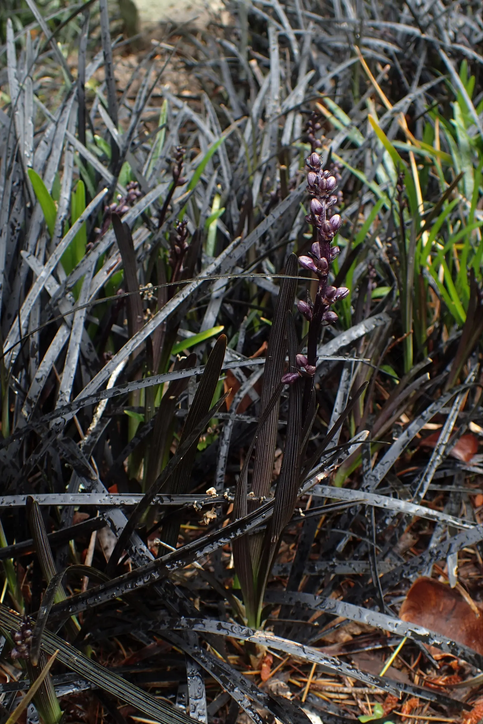Black Mondo Grass (Ophiopogon Planiscapus 'Nigrescens') — Prefers well-drained soil