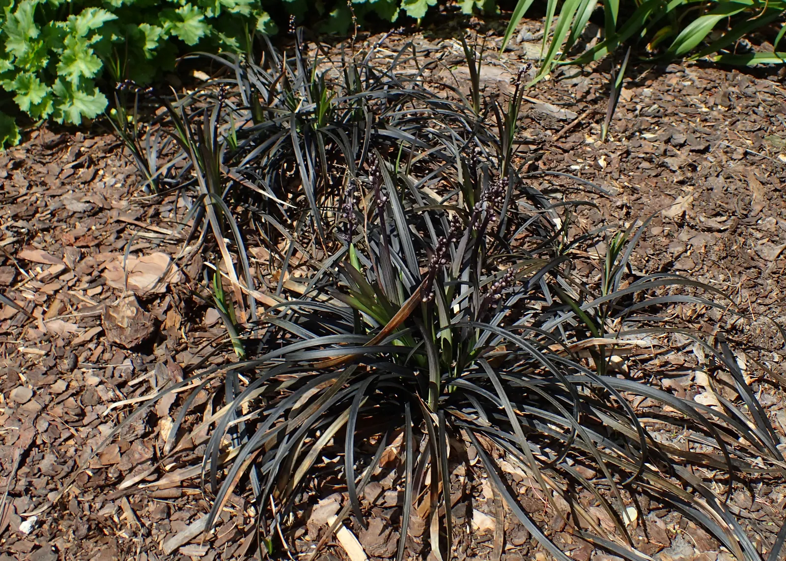 Black Mondo Grass (Ophiopogon Planiscapus 'Nigrescens') — strap-like leaves create a lush