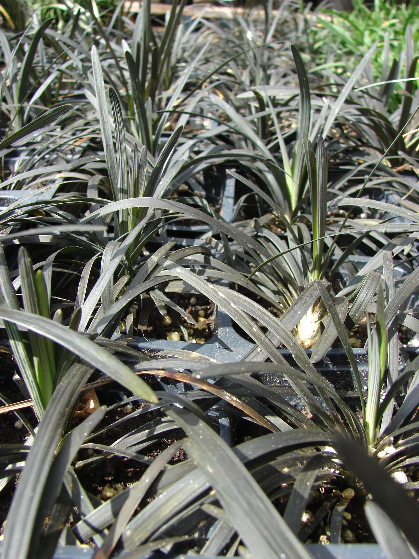 Black Mondo Grass (Ophiopogon Planiscapus 'Nigrescens') — evergreen perennial with near-black; cultivated for its color contrast and texture