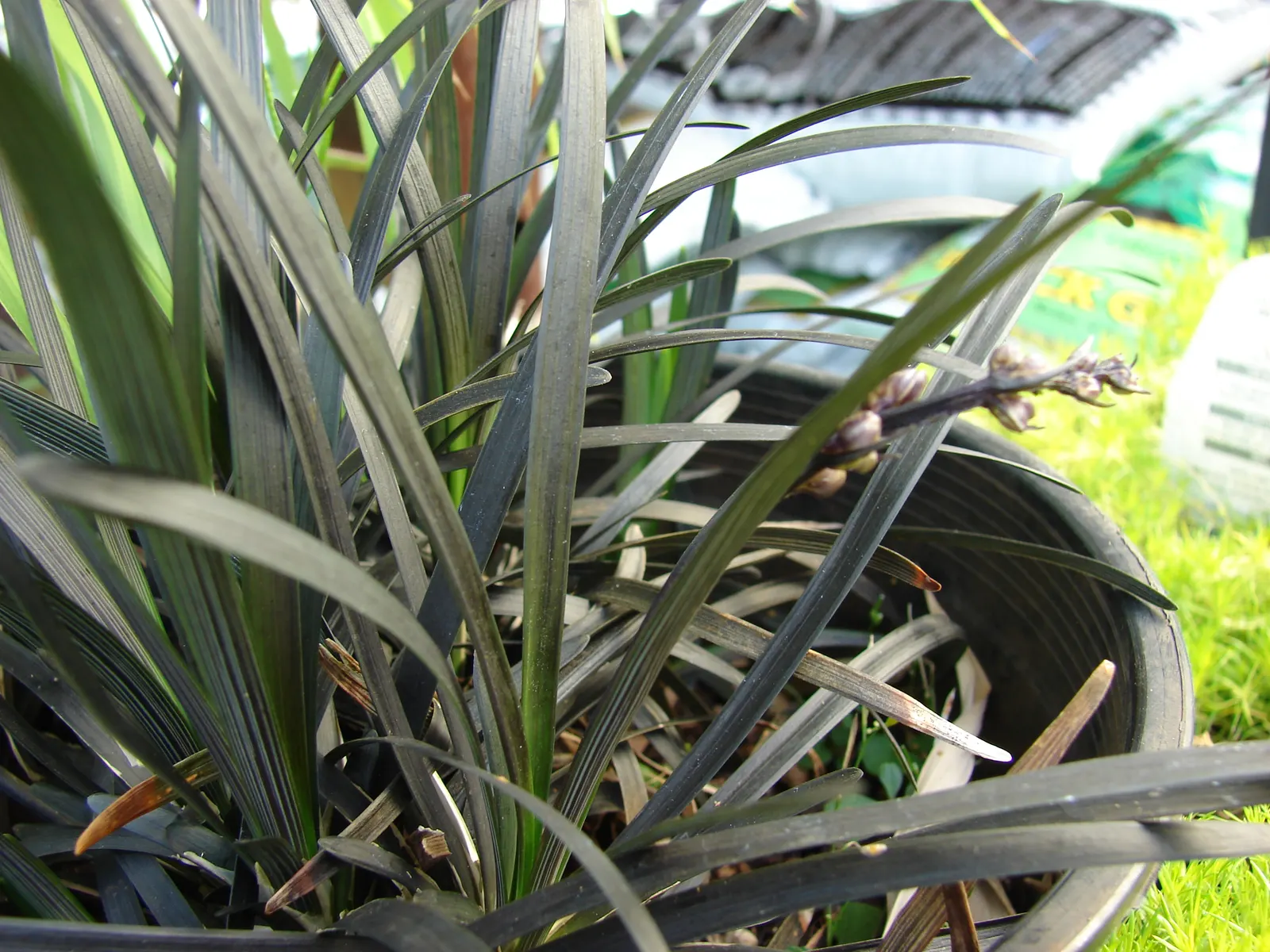 Black Mondo Grass (Ophiopogon Planiscapus 'Nigrescens') — Black Mondo Grass prefers partial to full shade, but it can tolerate some morning sun, given adequate