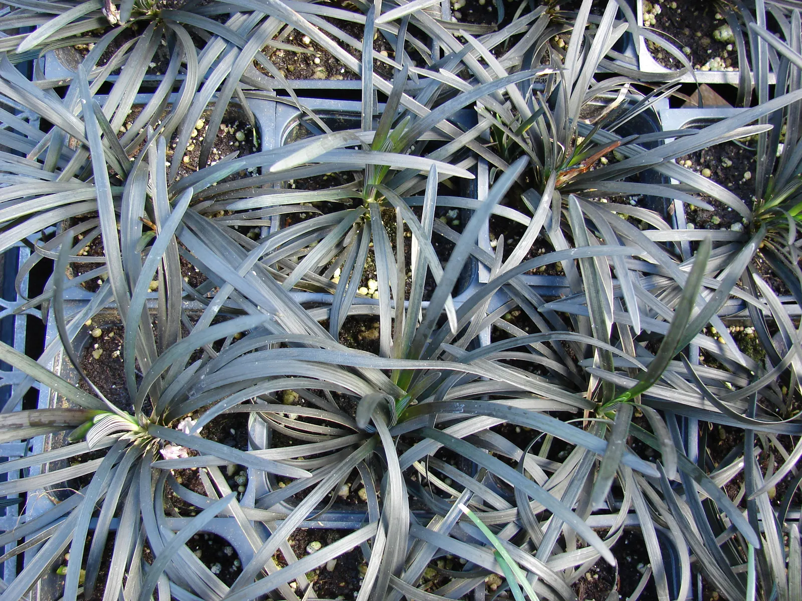 Black Mondo Grass (Ophiopogon Planiscapus 'Nigrescens') — fertile loams.<br><br>Periodic watering is necessary; the plant forms dense clumps up to 1 foot across
