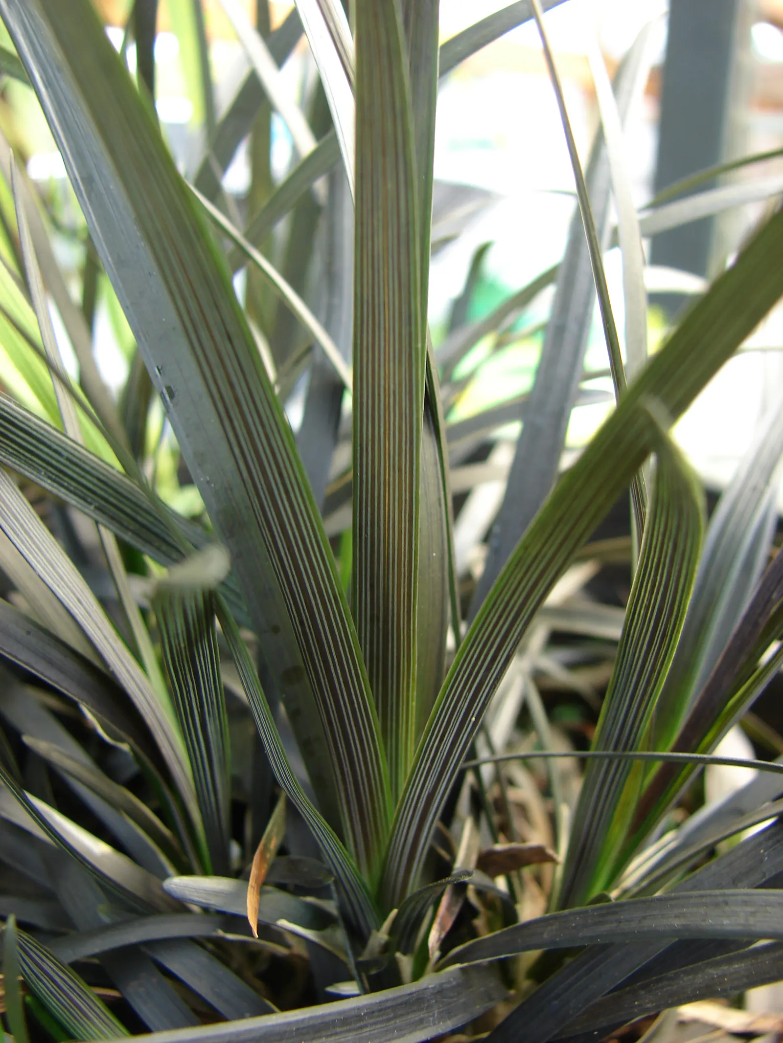 Black Mondo Grass (Ophiopogon Planiscapus 'Nigrescens') — strap-like leaves create a lush; the plant forms dense clumps up to 1 foot across
