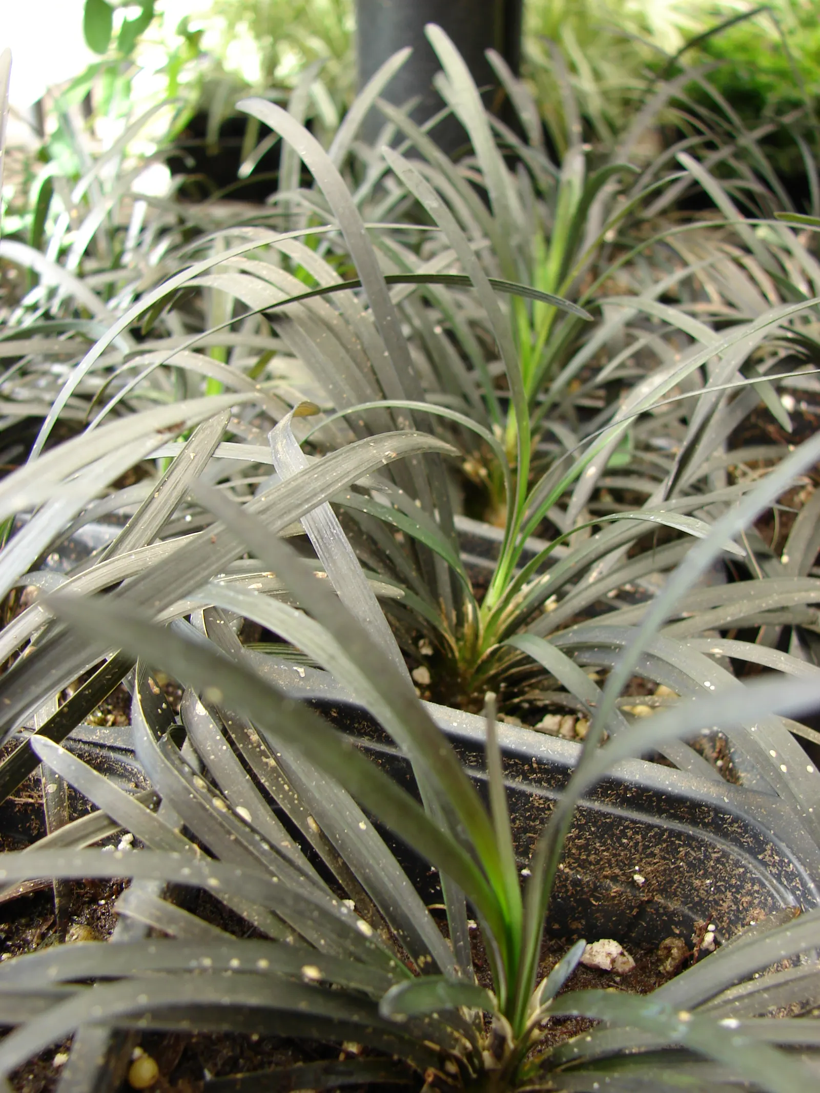Black Mondo Grass (Ophiopogon Planiscapus 'Nigrescens') — It's excellent for contrast in borders or as a ground cover; cultivated for its color contrast and