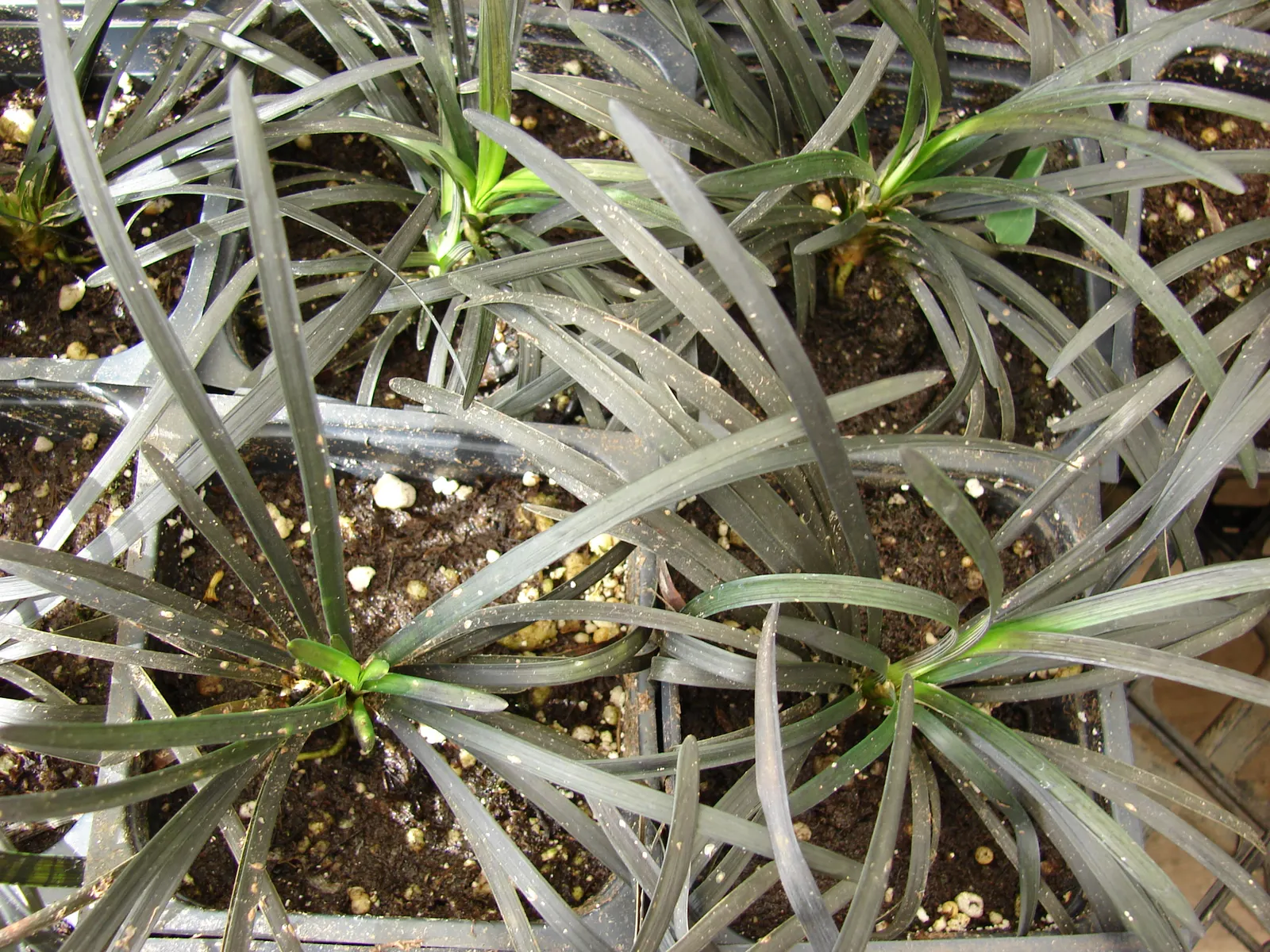 Black Mondo Grass (Ophiopogon Planiscapus 'Nigrescens') — Its dramatic hues pair beautifully with lighter; making it a compelling component in any modern