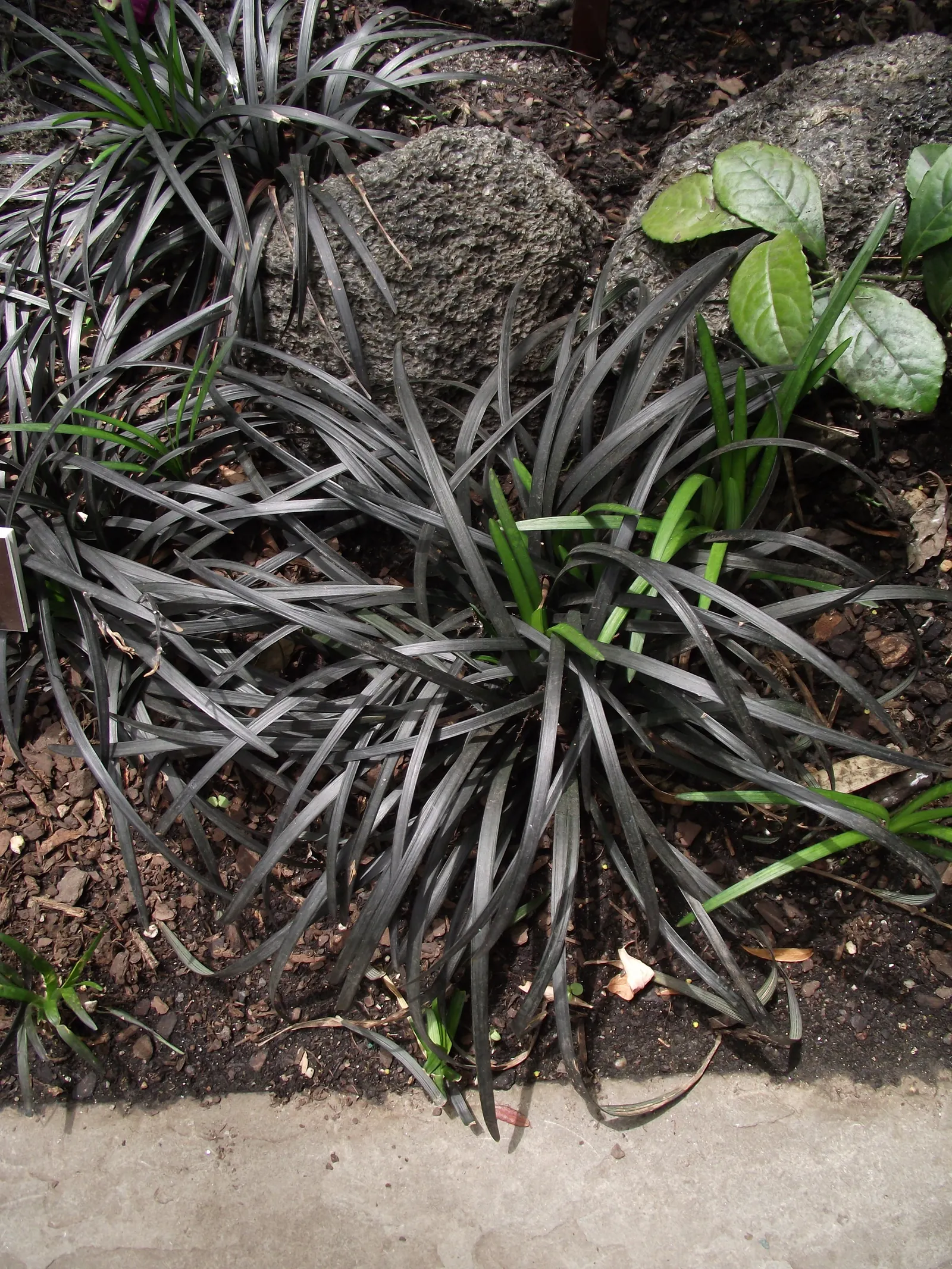 Black Mondo Grass (Ophiopogon Planiscapus 'Nigrescens') — it features delicate spikes of bell-shaped