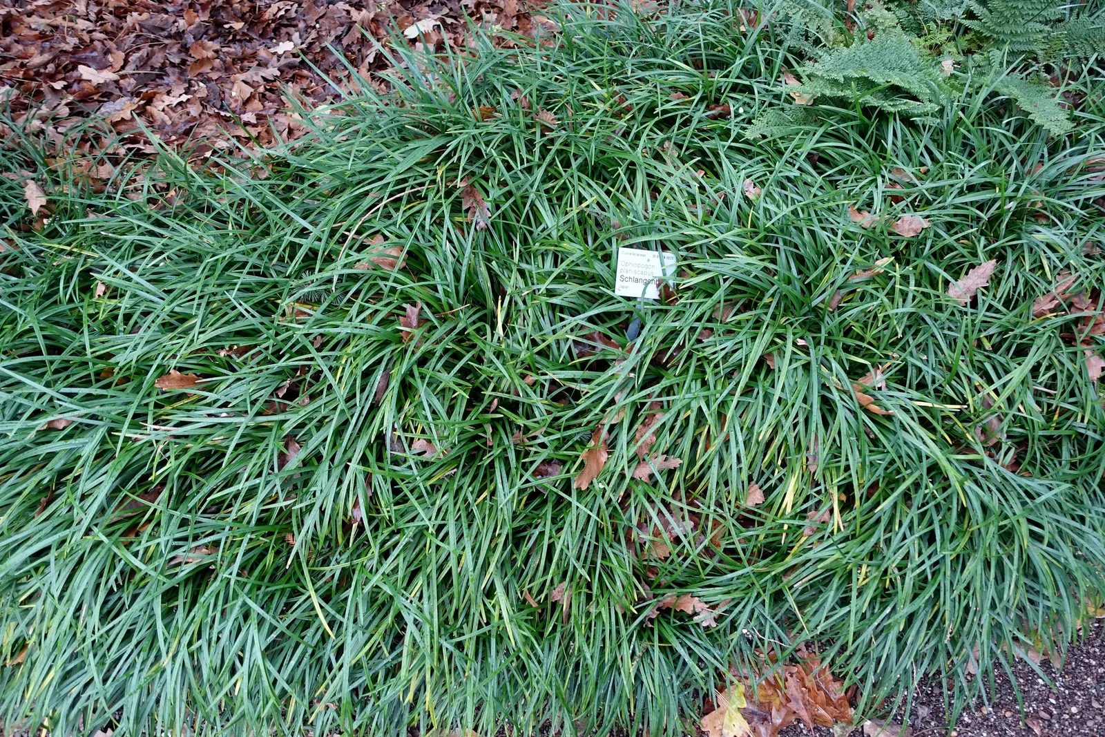 Black Mondo Grass (Ophiopogon Planiscapus 'Nigrescens') — Cultivated for its color contrast and texture