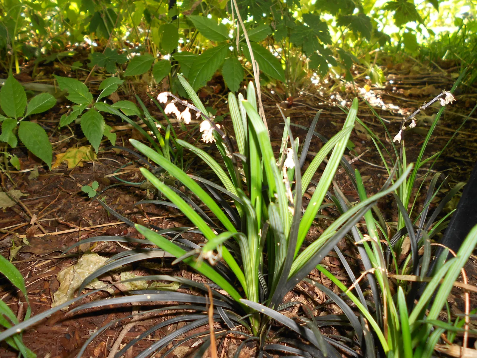 Black Mondo Grass (Ophiopogon Planiscapus 'Nigrescens') — requiring minimal care once established