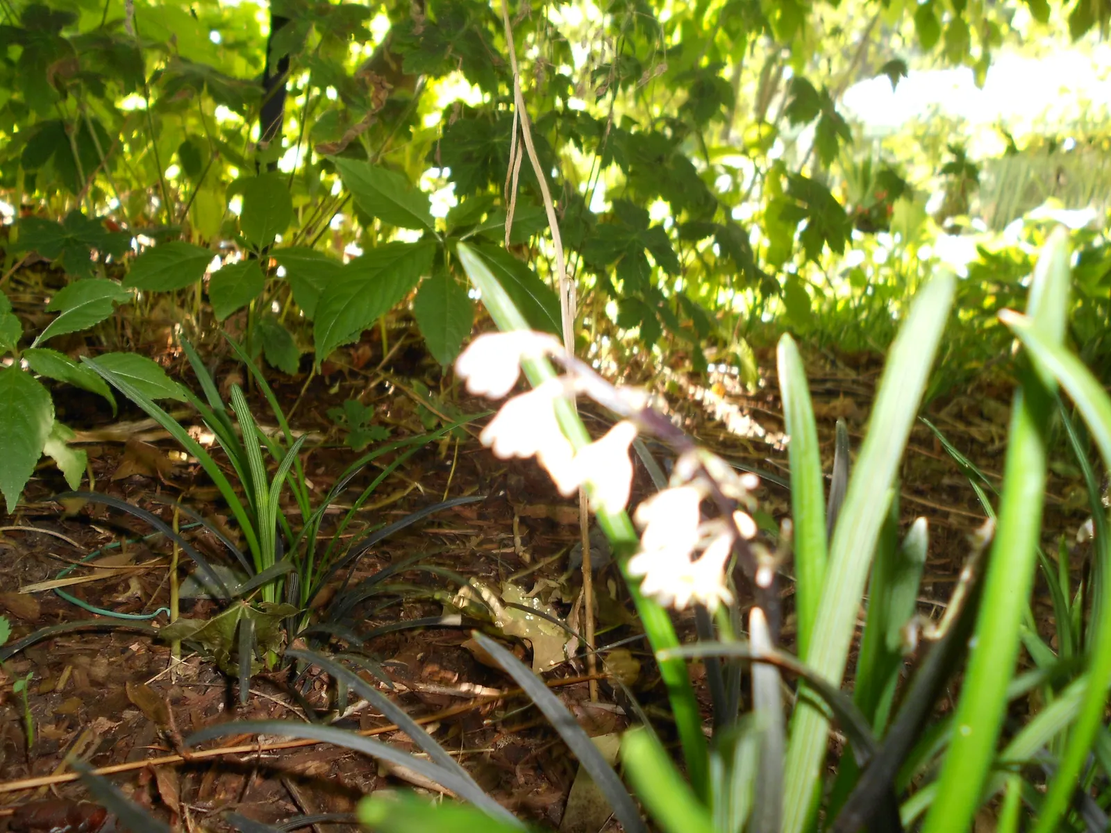 Black Mondo Grass (Ophiopogon Planiscapus 'Nigrescens') — The plant forms dense clumps up to 1 foot across