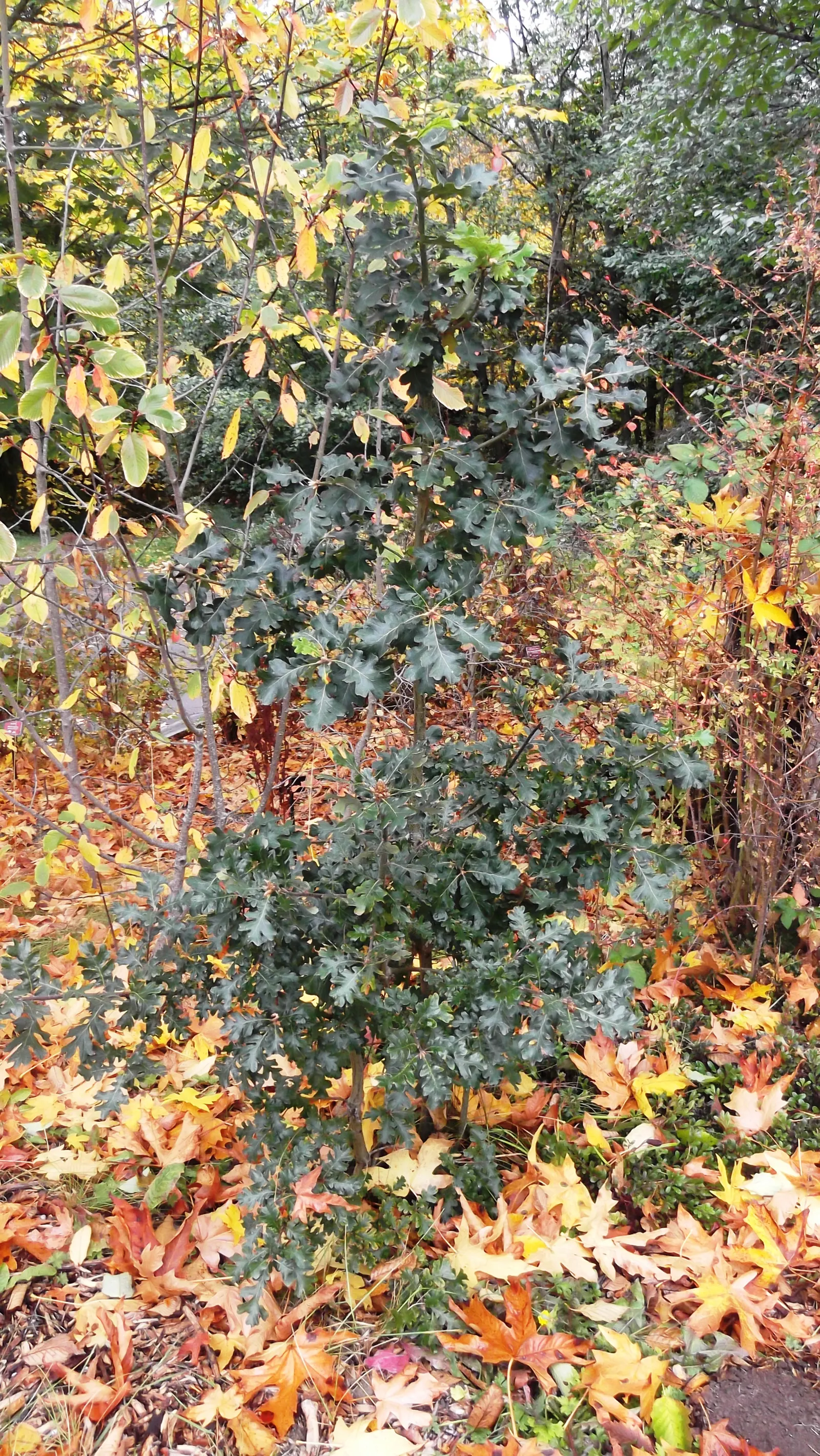 Oregon White Oak (Quercus Garryana) — inviting a host of birds and beneficial insects