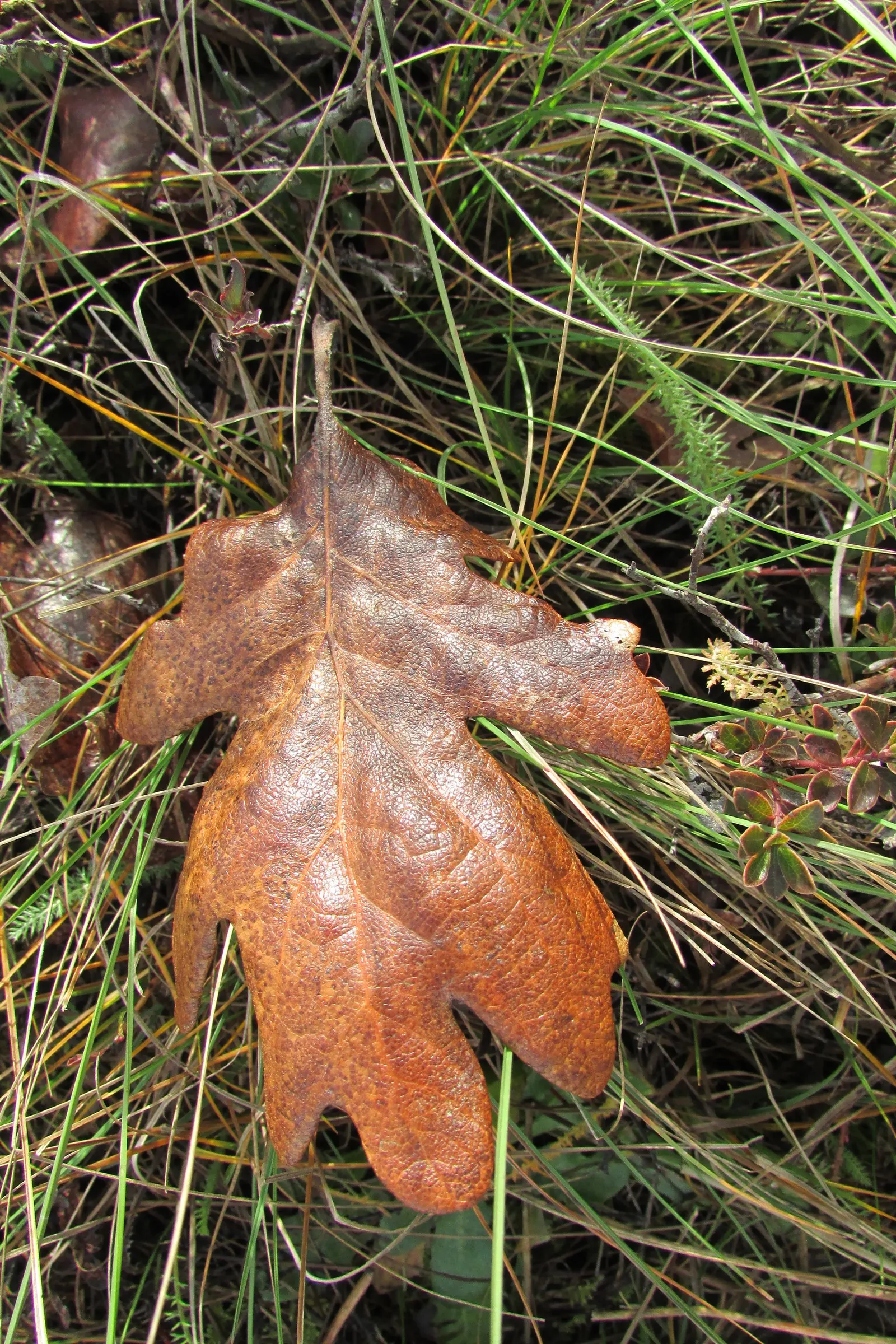 Oregon White Oak (Quercus Garryana) — It boasts a rough, gray-brown bark that furthers its majestic, rugged appearance, image 35