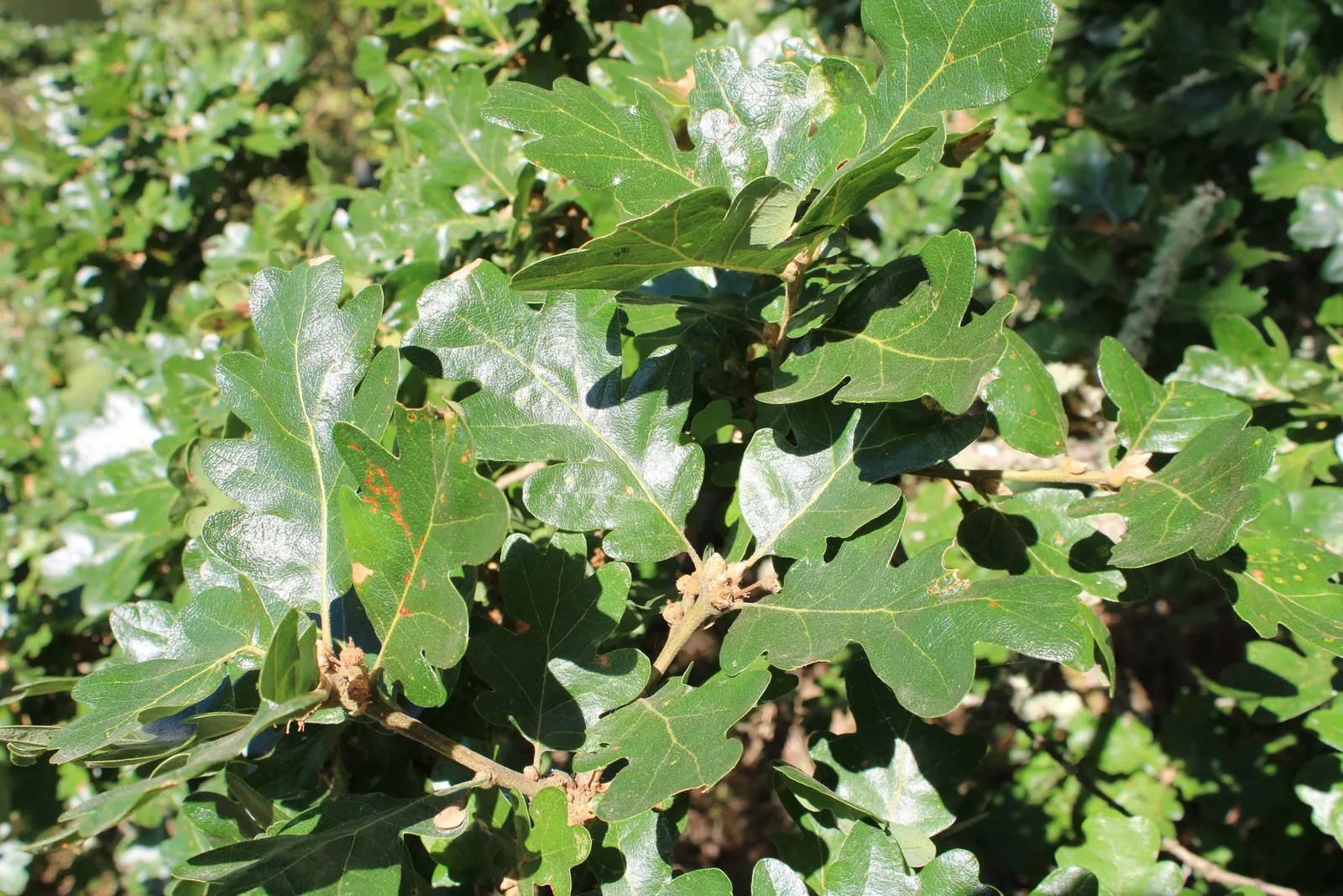 Oregon White Oak (Quercus Garryana) — Quercus garryana provides year-round visual interest