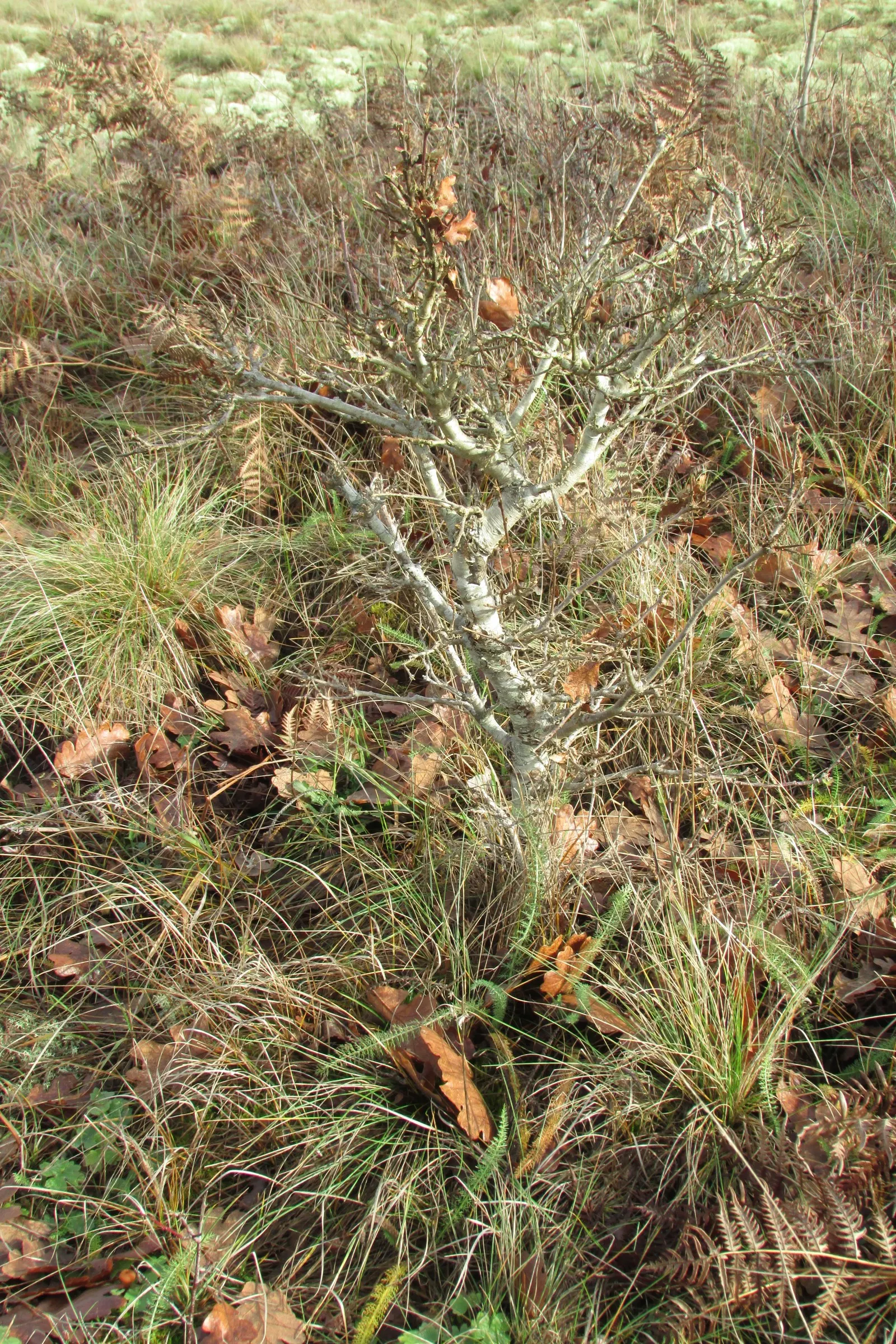 Oregon White Oak (Quercus Garryana) — It stands up to 90 ft tall with a 60 ft spread, offering dense shade