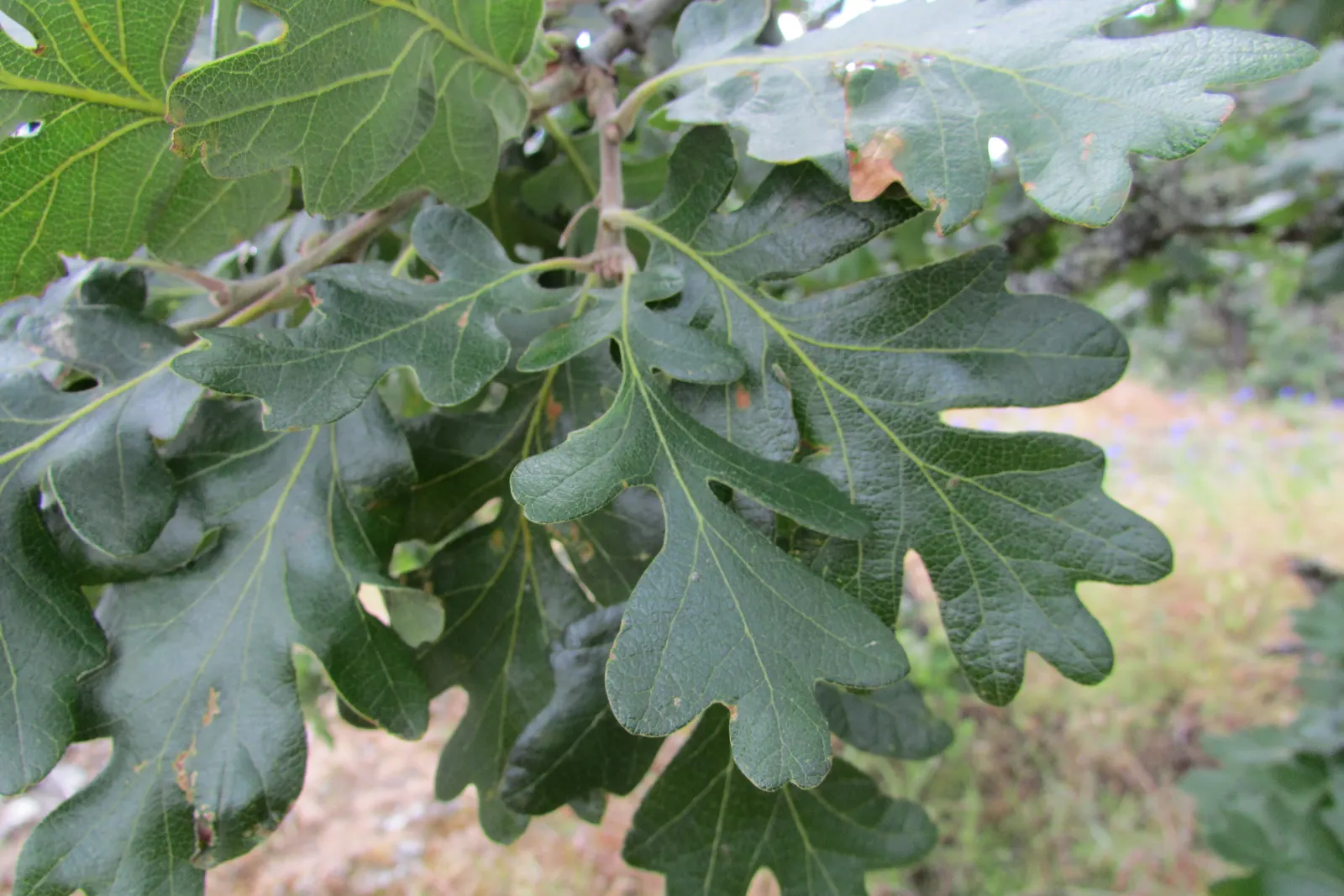 Oregon White Oak (Quercus Garryana) — Its deeply lobed leaves and acorns are wildlife magnets; appreciated for its broad canopy and striking silhouette