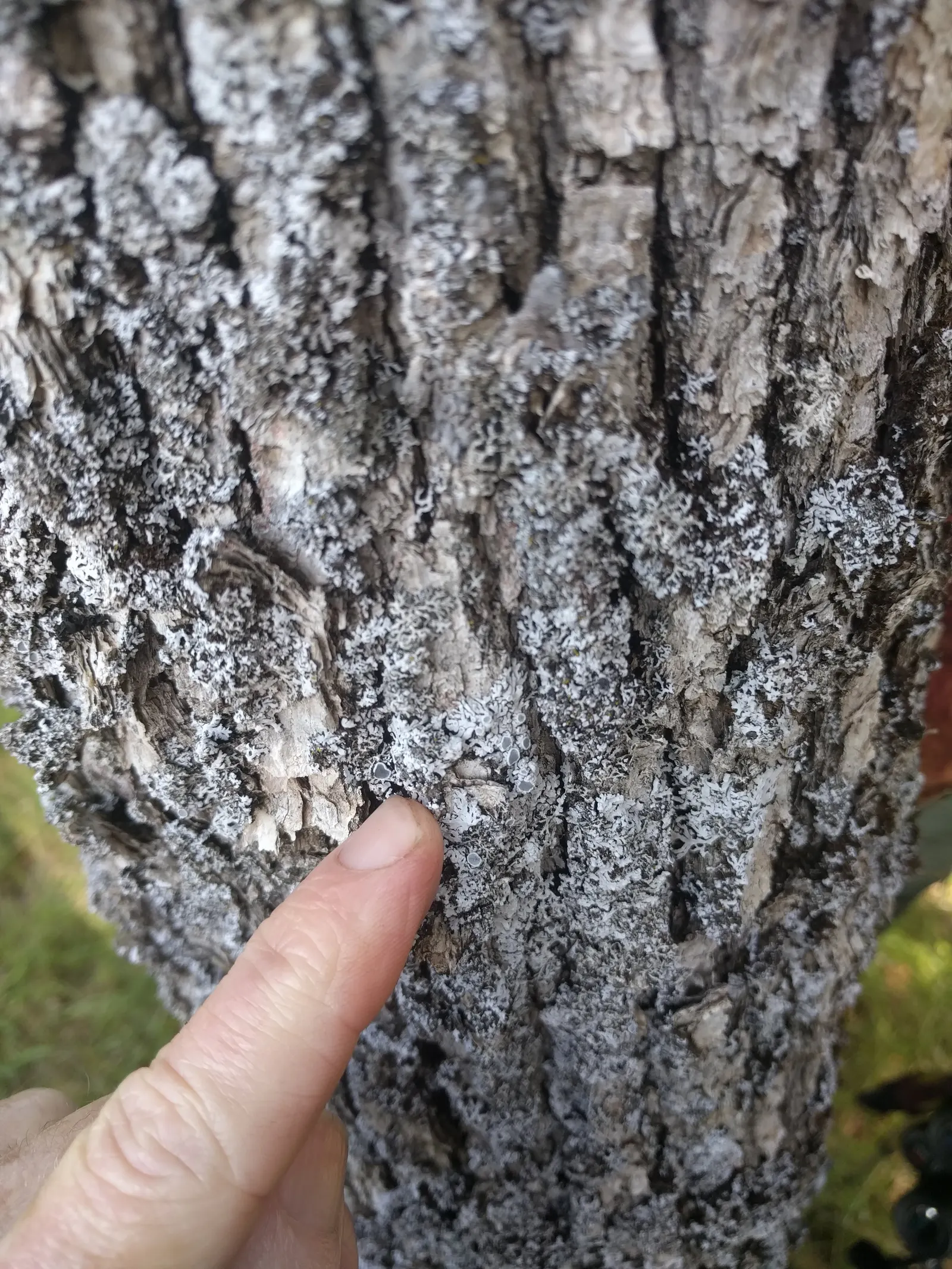 Oregon White Oak (Quercus Garryana) — making it an excellent choice for sustainable garden designs; is a robust deciduous tree
