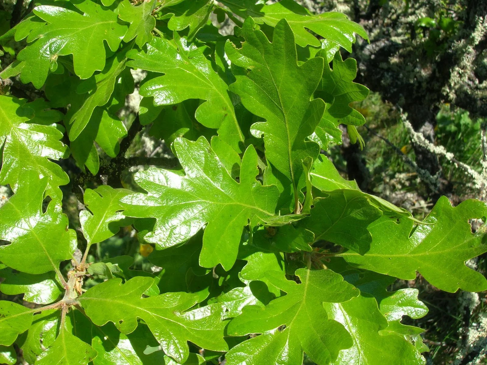 Oregon White Oak (Quercus Garryana) — A stately choice for large landscapes, it adds year-round interest and substantial ecological value
