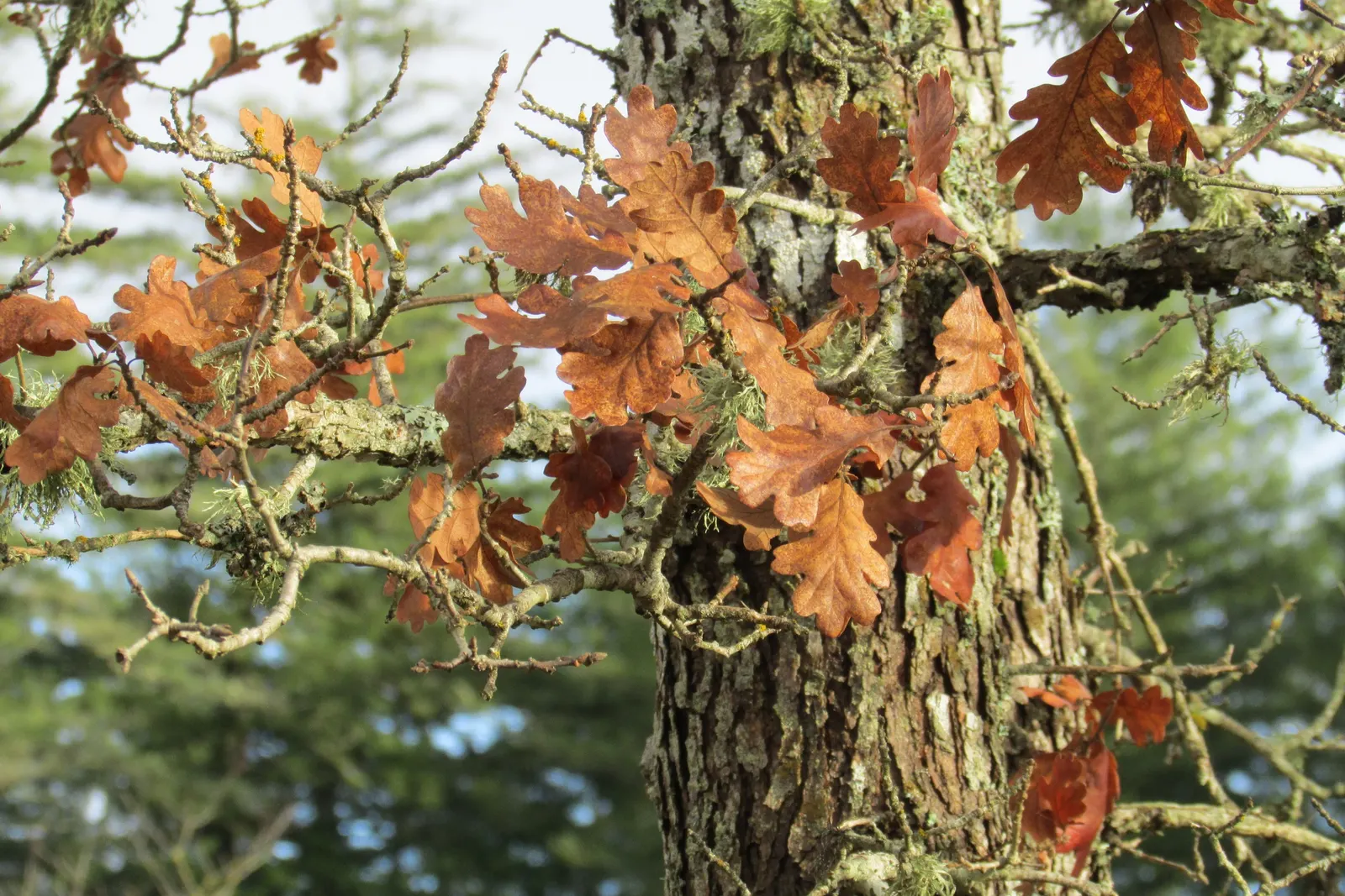 Oregon White Oak (Quercus Garryana) — An essential component of any naturalistic landscape design; which are a crucial food source for local