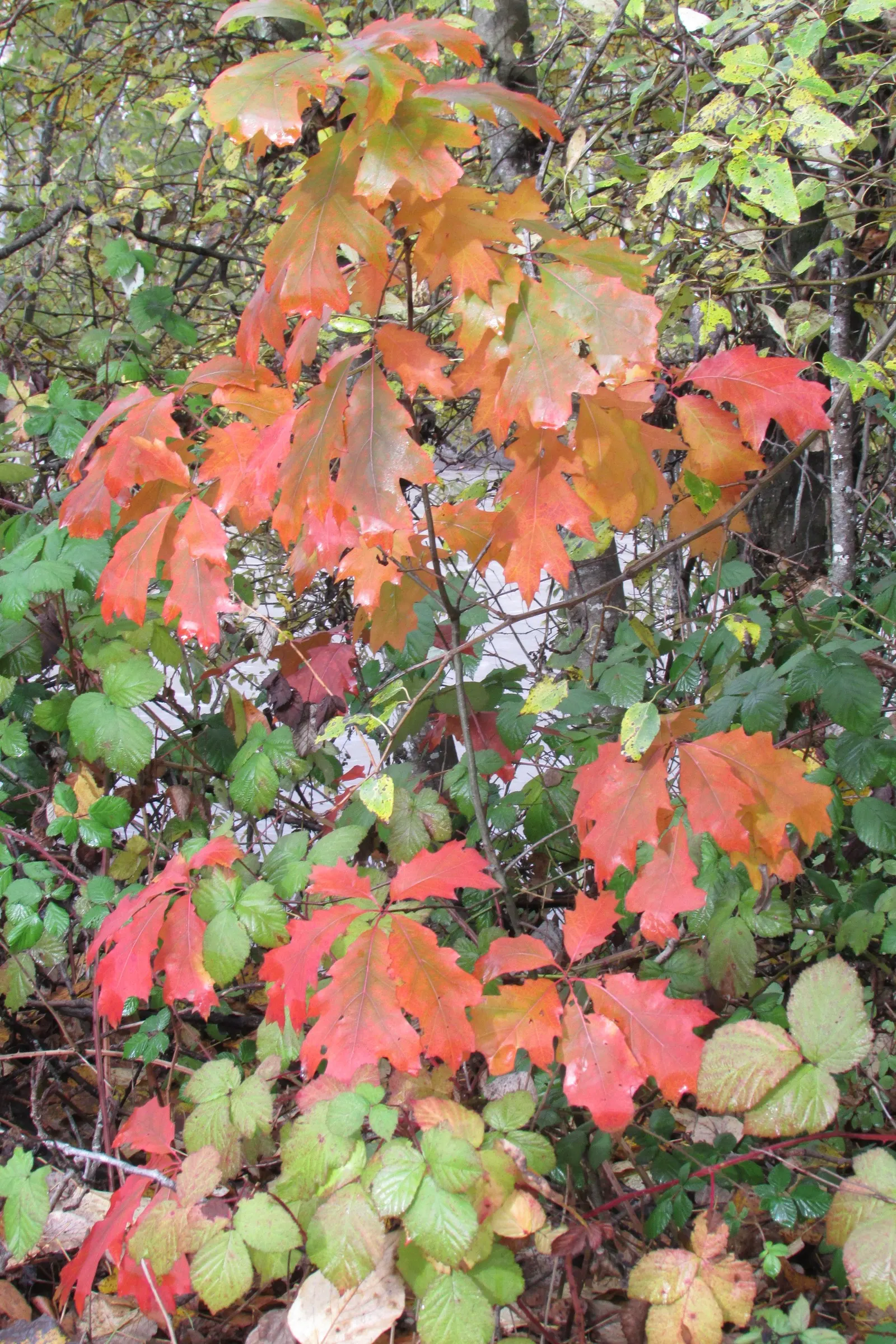 Oregon White Oak (Quercus Garryana) — leathery leaves that transition to a rich palette of golden-brown hues in the fall