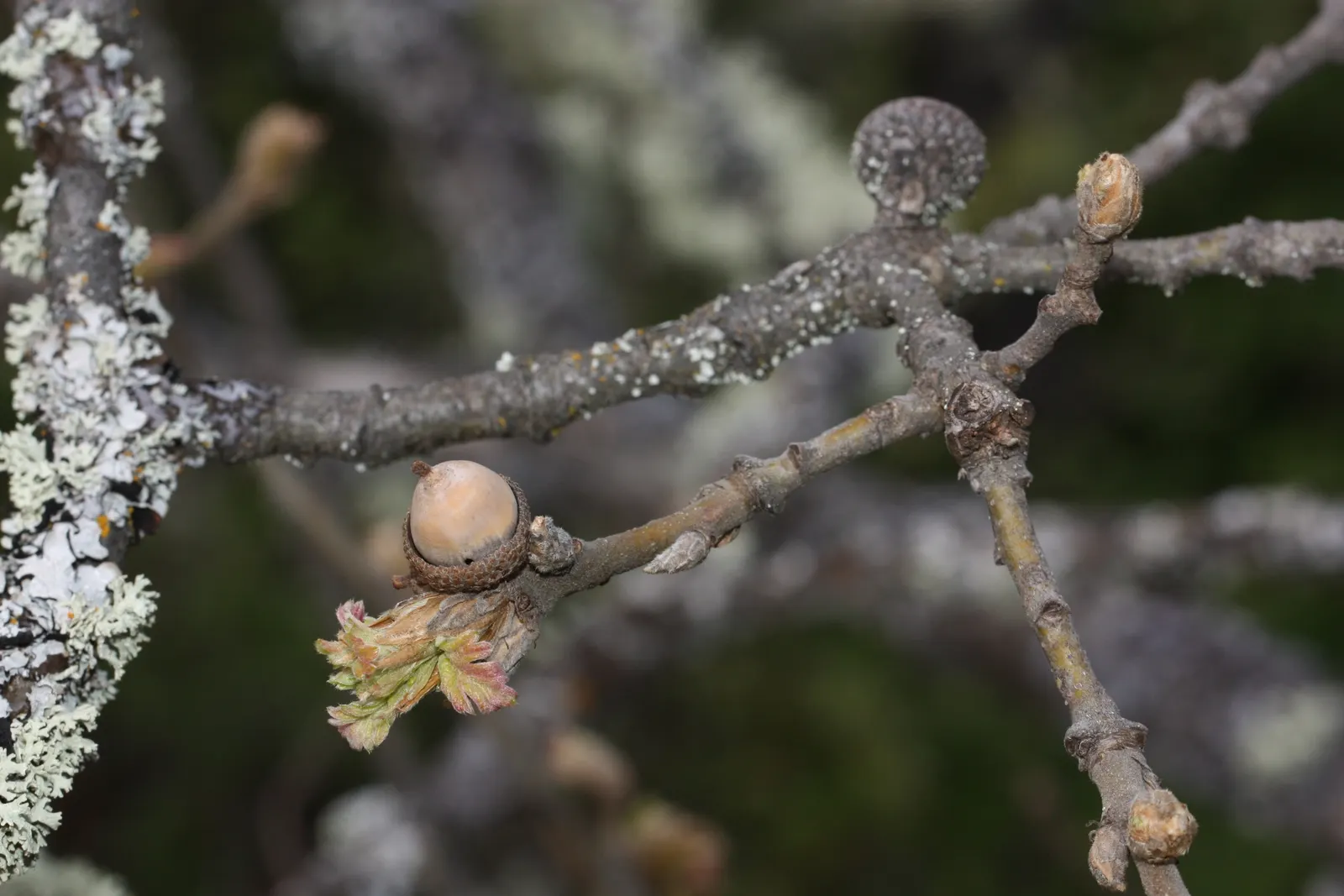 Oregon White Oak (Quercus Garryana) — A stately choice for large landscapes, it adds year-round interest and substantial ecological value; this oak is