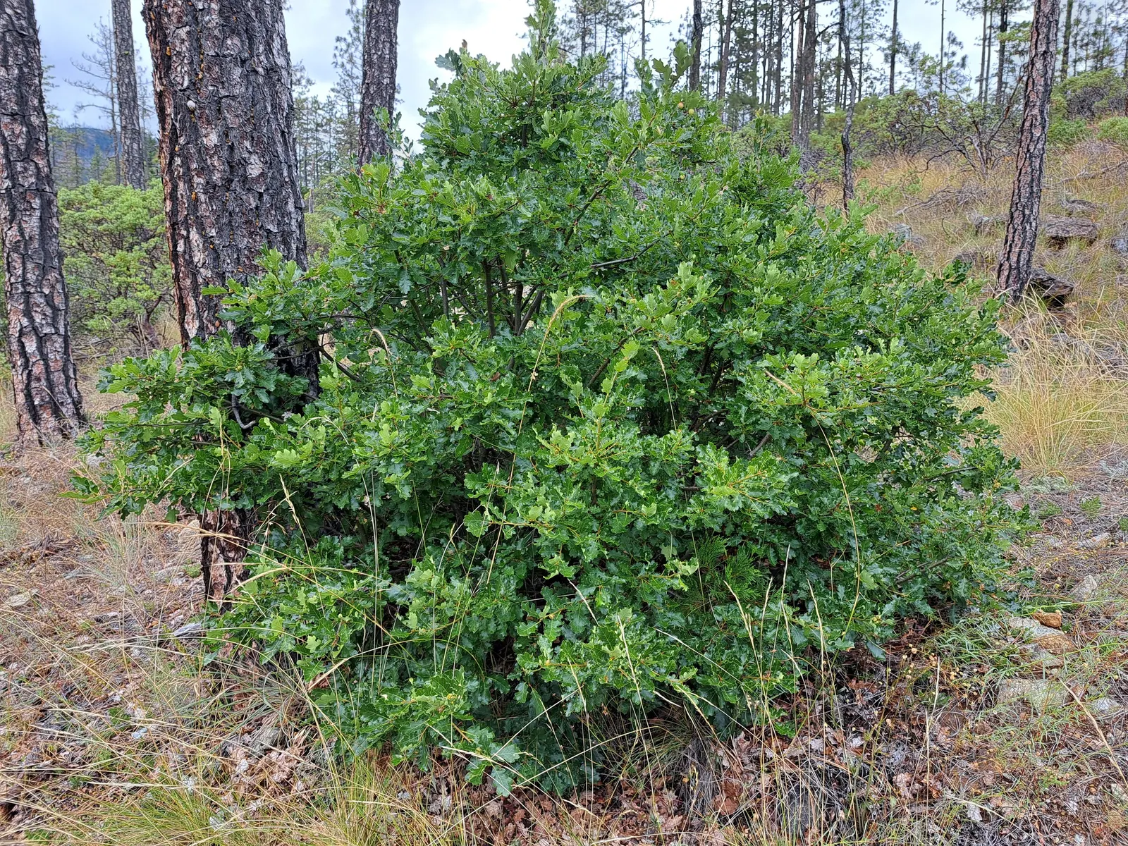 Oregon White Oak (Quercus Garryana) — This oak thrives in well-drained soils, tolerates drought, and suits zones 6-9