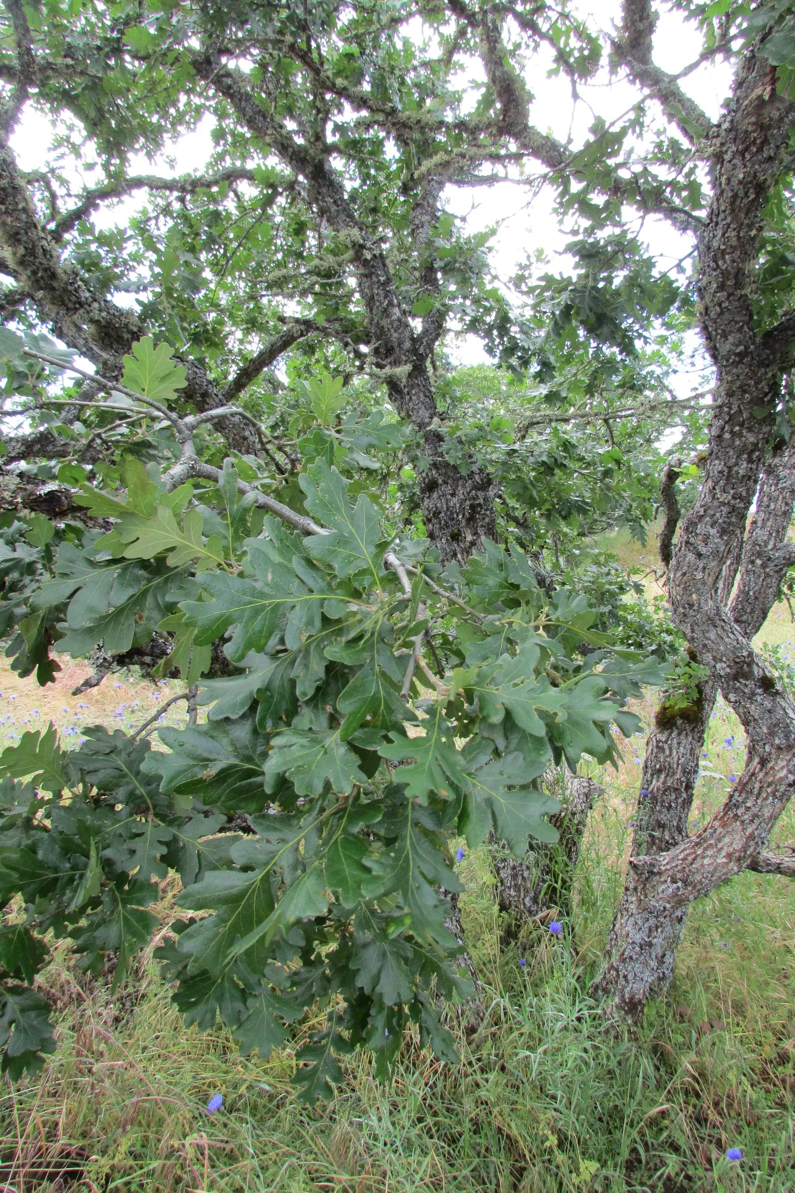 Oregon White Oak (Quercus Garryana) — is a robust deciduous tree; its deeply lobed leaves and acorns are wildlife magnets