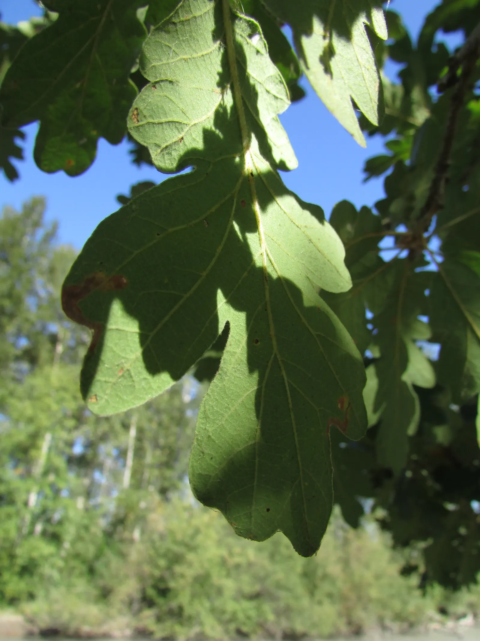 Oregon White Oak (Quercus Garryana) — To foster a healthy growth environment