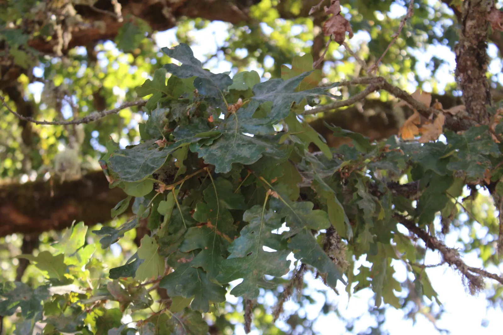 Oregon White Oak (Quercus Garryana) — scientifically known as Quercus garryana