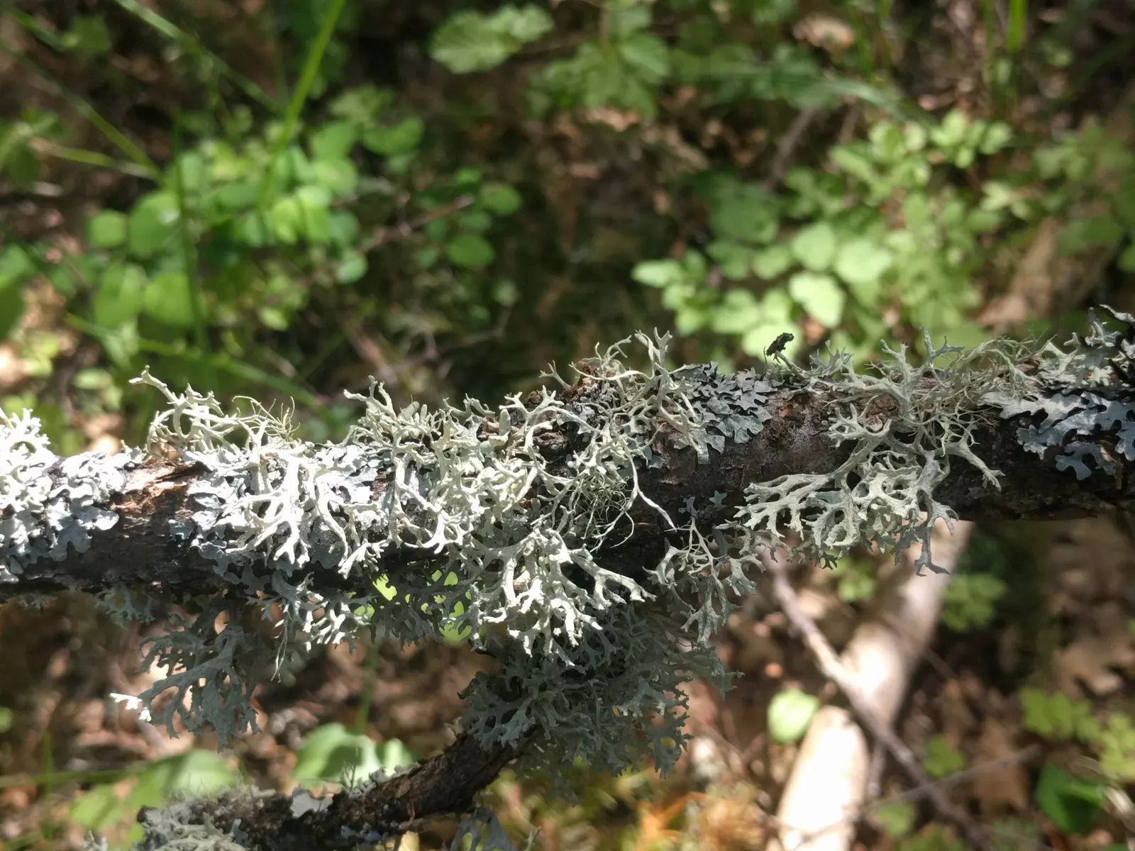 Oregon White Oak (Quercus Garryana) — you will observe inconspicuous yellow catkins that give way to acorns; inviting a host of birds and beneficial insects