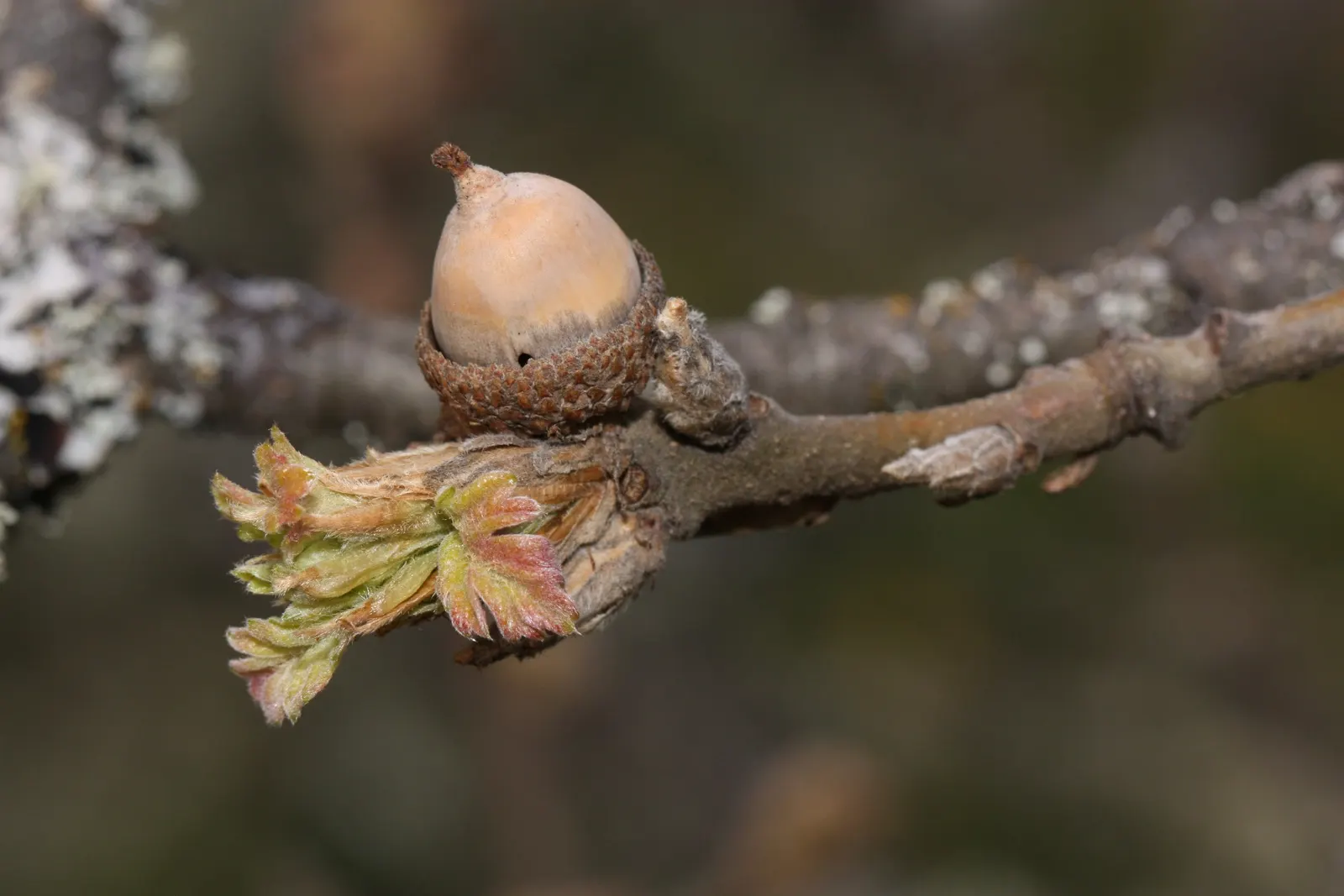 Oregon White Oak (Quercus Garryana) — scientifically known as Quercus garryana; tree for full