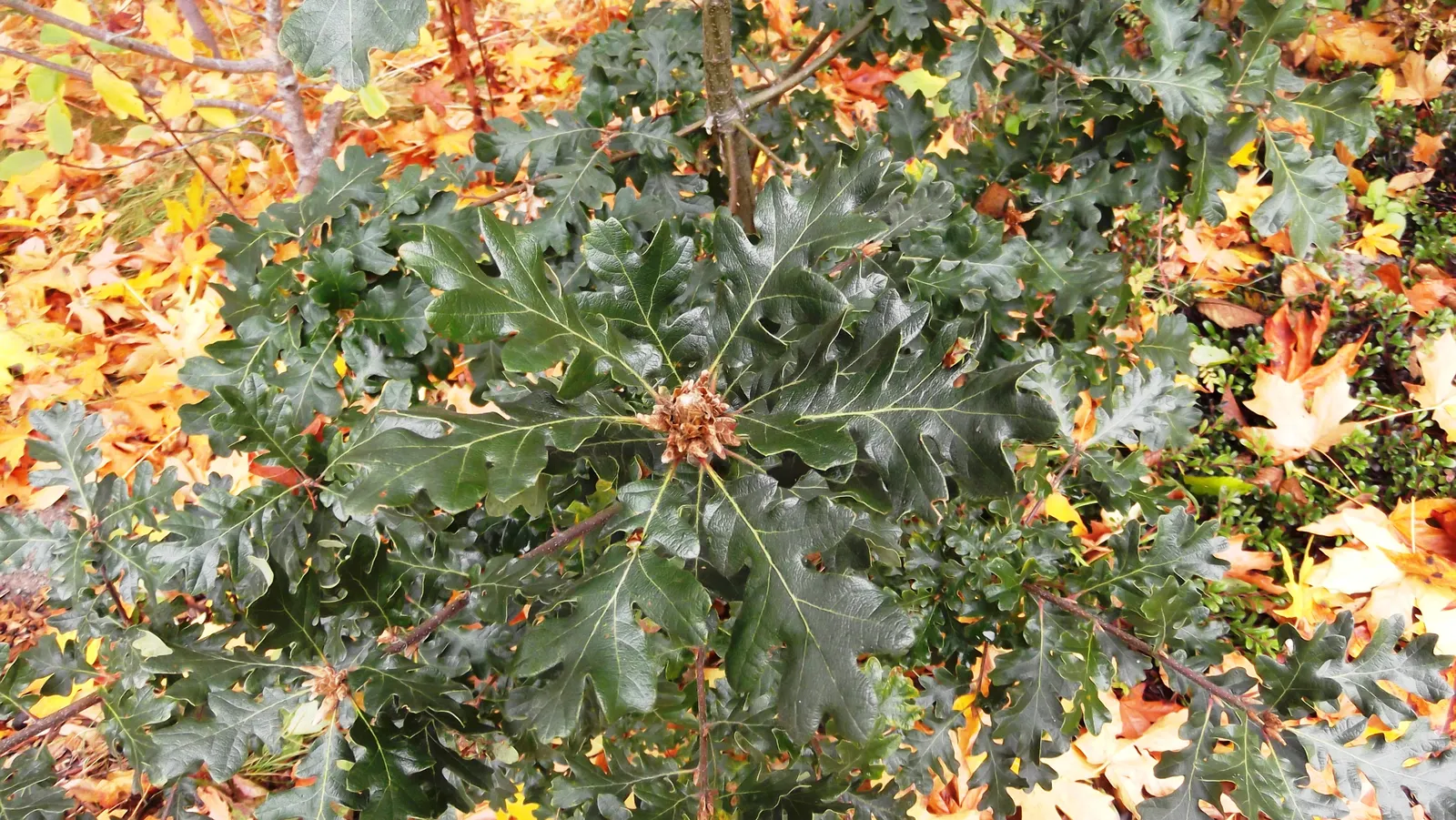 Oregon White Oak (Quercus Garryana) — which are a crucial food source for local wildlife.<br><br>Adaptable to a range of soil types