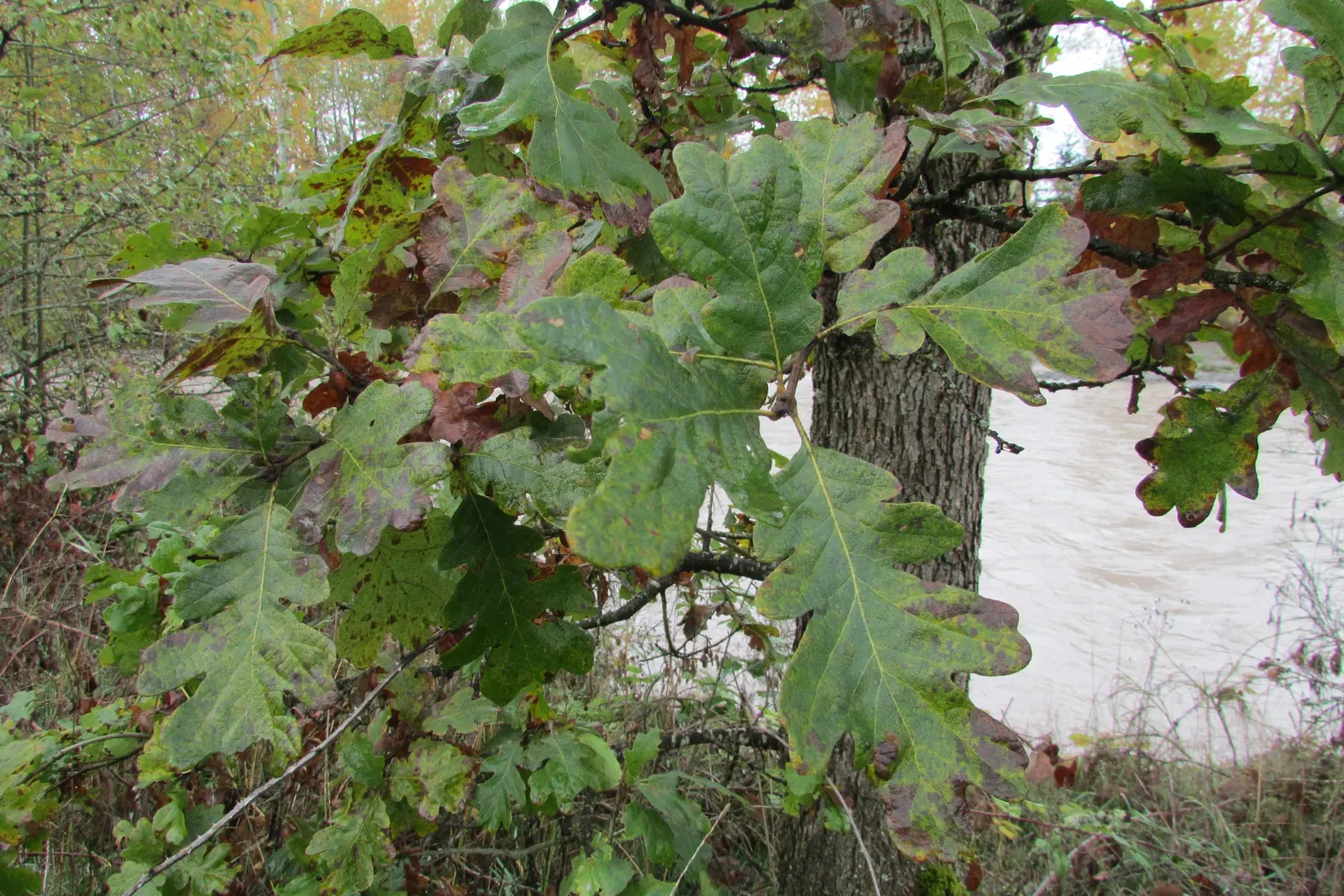 Oregon White Oak (Quercus Garryana) — Its deeply lobed leaves and acorns are wildlife magnets