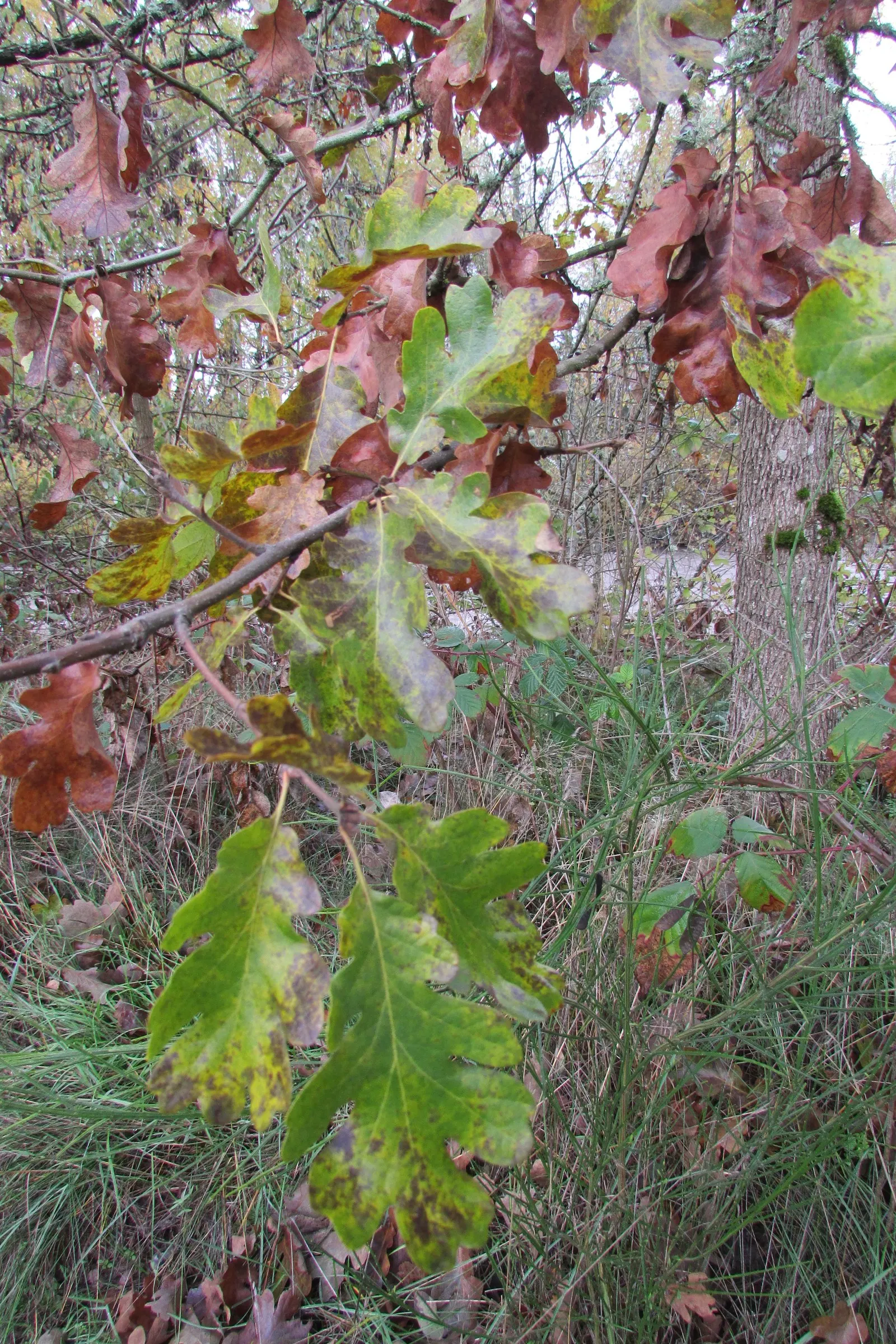 Oregon White Oak (Quercus Garryana) — you will observe inconspicuous yellow catkins that give way to acorns