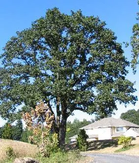 Oregon White Oak (Quercus Garryana) — this oak is drought-tolerant once established