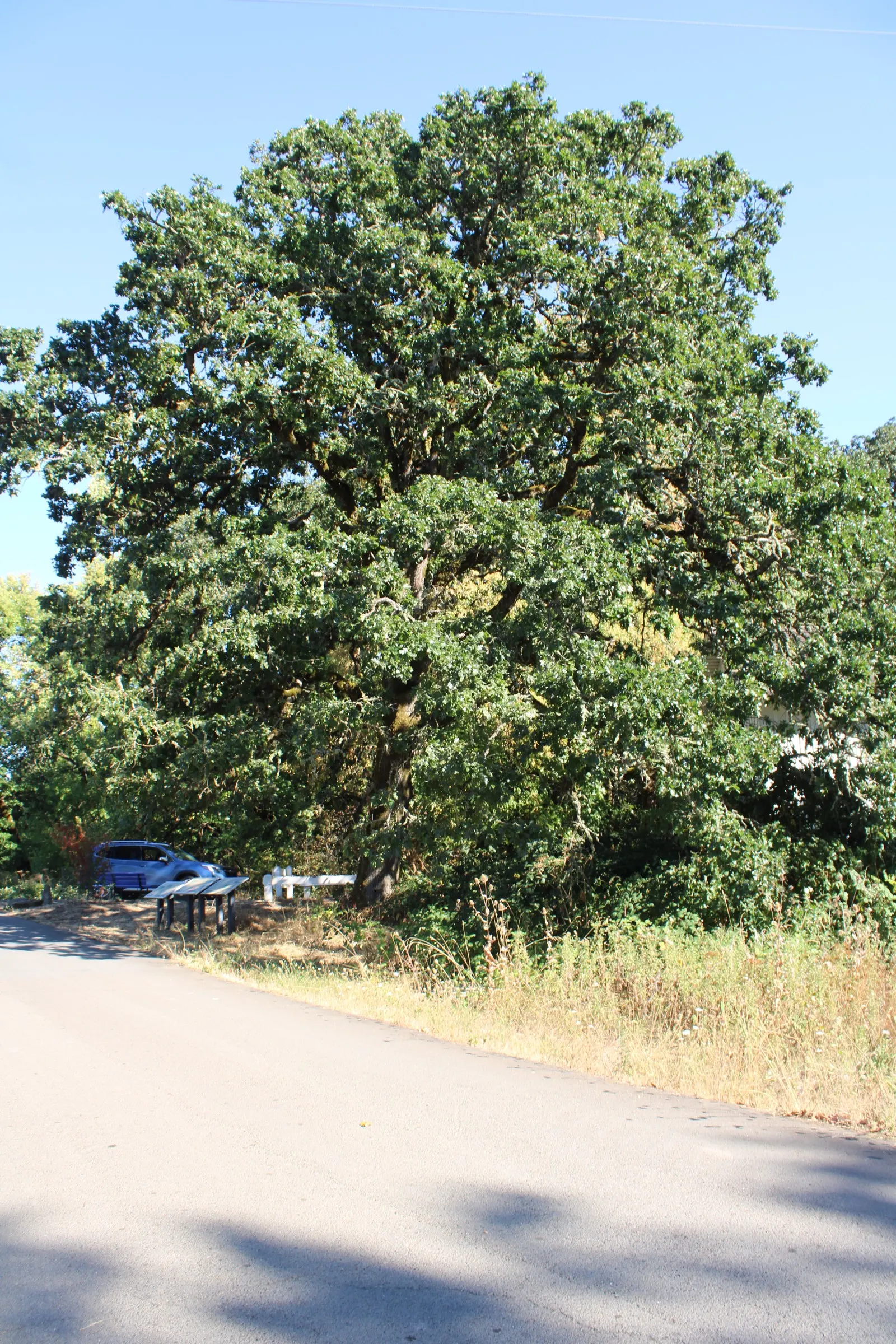 Oregon White Oak (Quercus Garryana) — tree for full