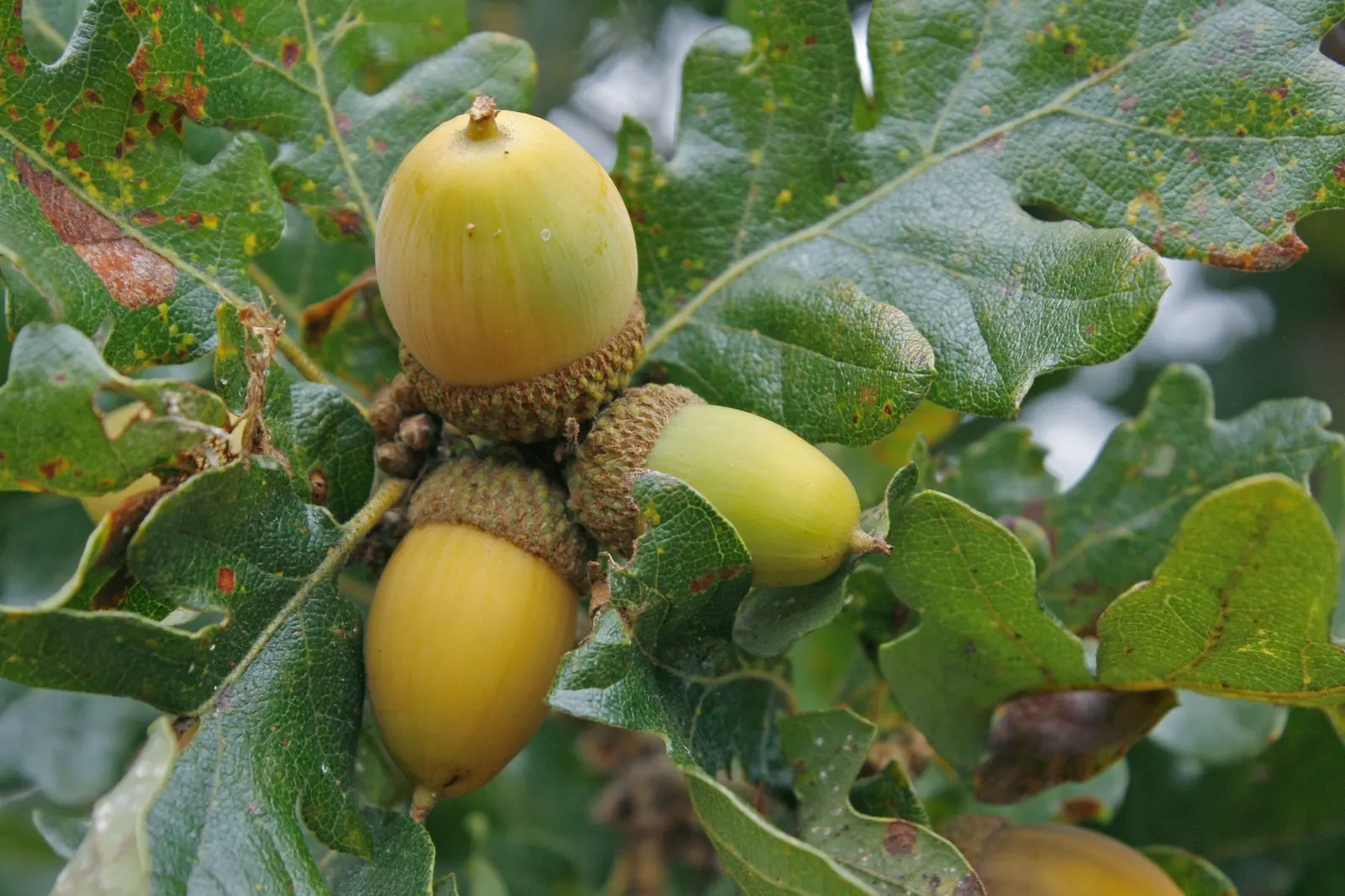 Oregon White Oak (Quercus Garryana) — which are a crucial food source for local wildlife.<br><br>Adaptable to a range of soil types; it stands up to 90 ft tall