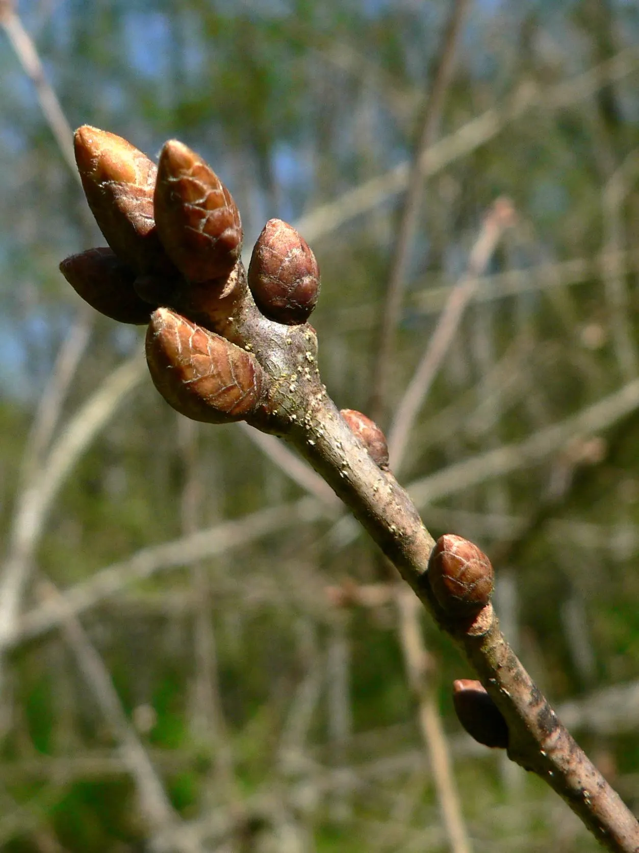 Oregon White Oak (Quercus Garryana) — given its resilience and adaptiveness to Pacific Northwest climatic conditions