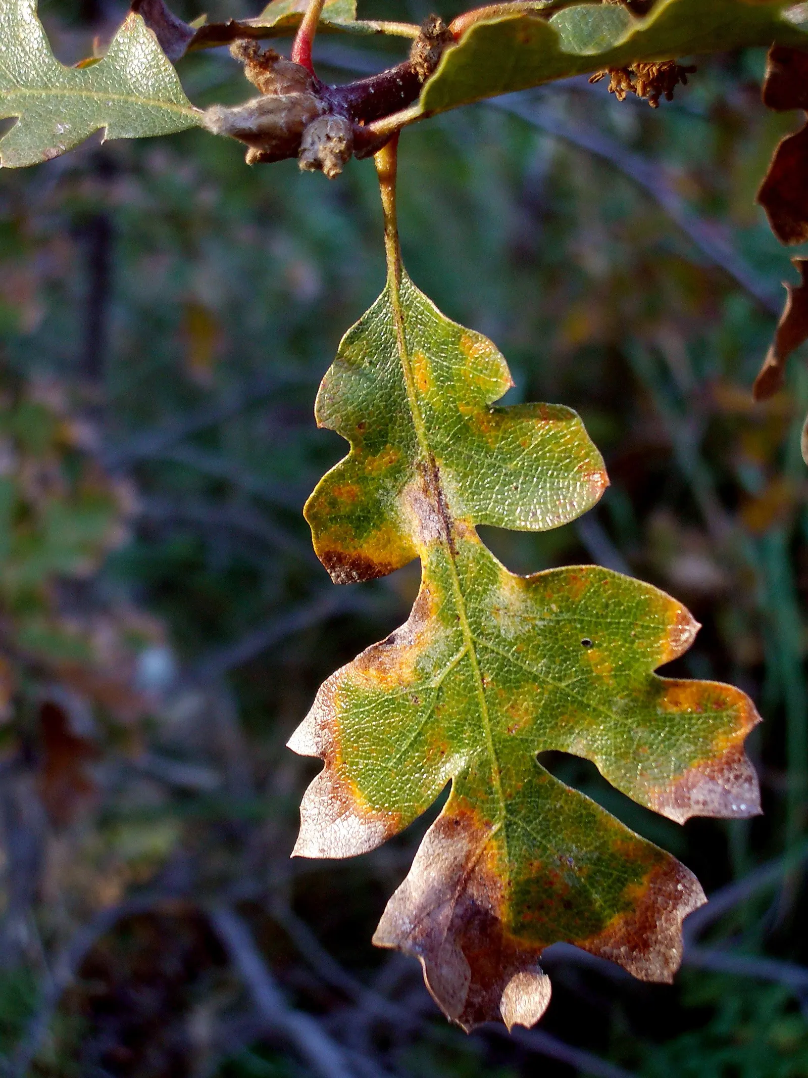 Oregon White Oak (Quercus Garryana) — appreciated for its broad canopy and striking silhouette