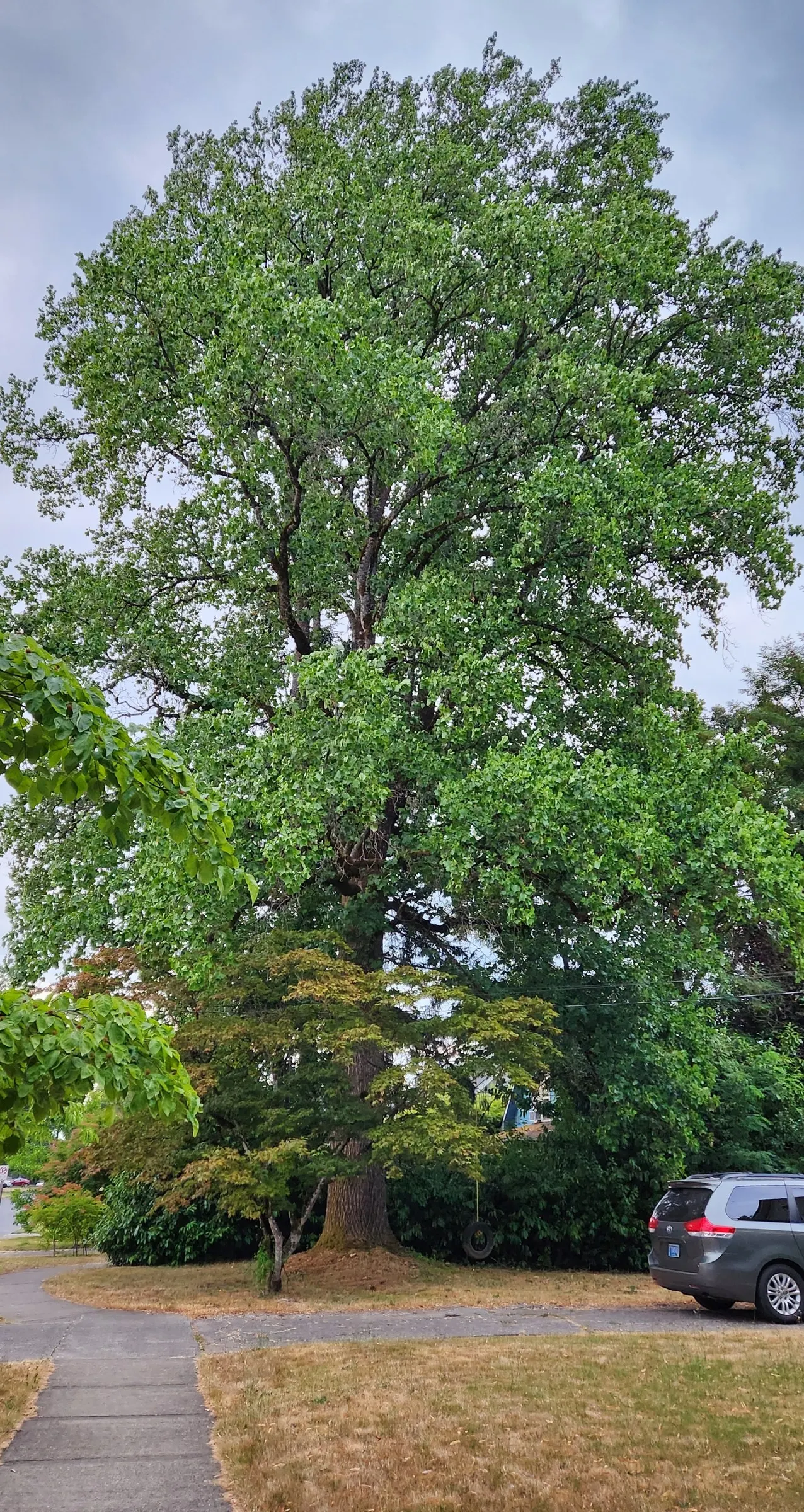 Oregon White Oak (Quercus Garryana) — It stands up to 90 ft tall with a 60 ft spread, offering dense shade; its massive root system should be heeded in the