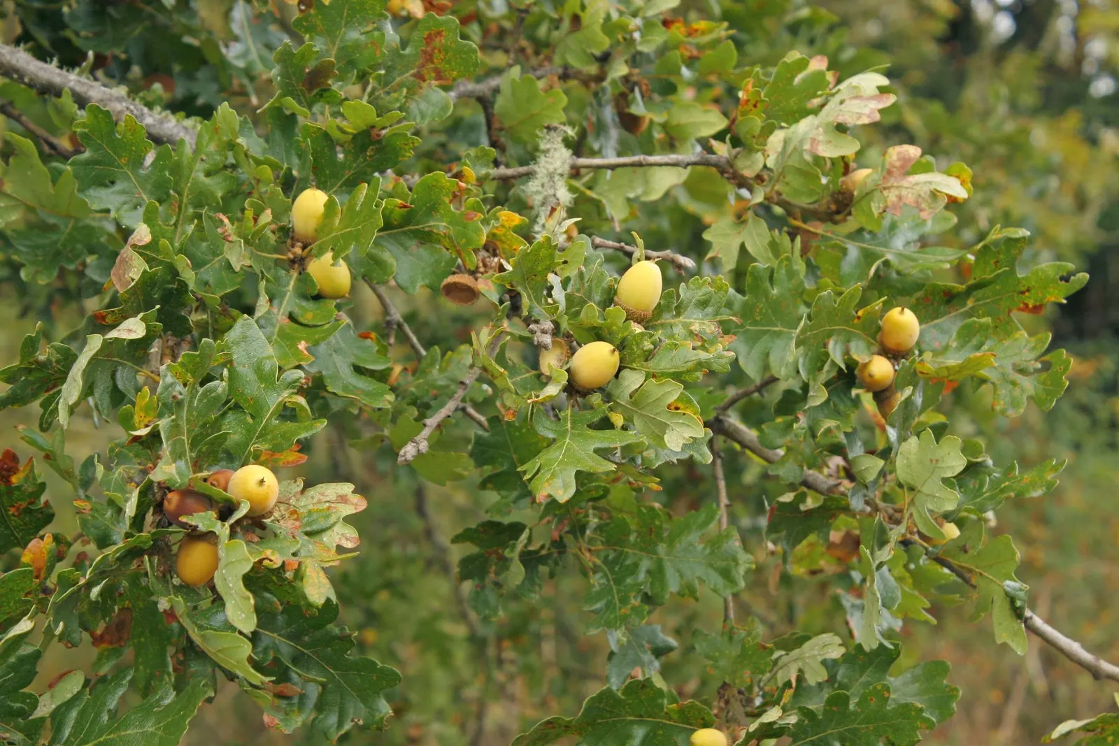 Oregon White Oak (Quercus Garryana) — It boasts a rough, gray-brown bark that furthers its majestic, rugged appearance