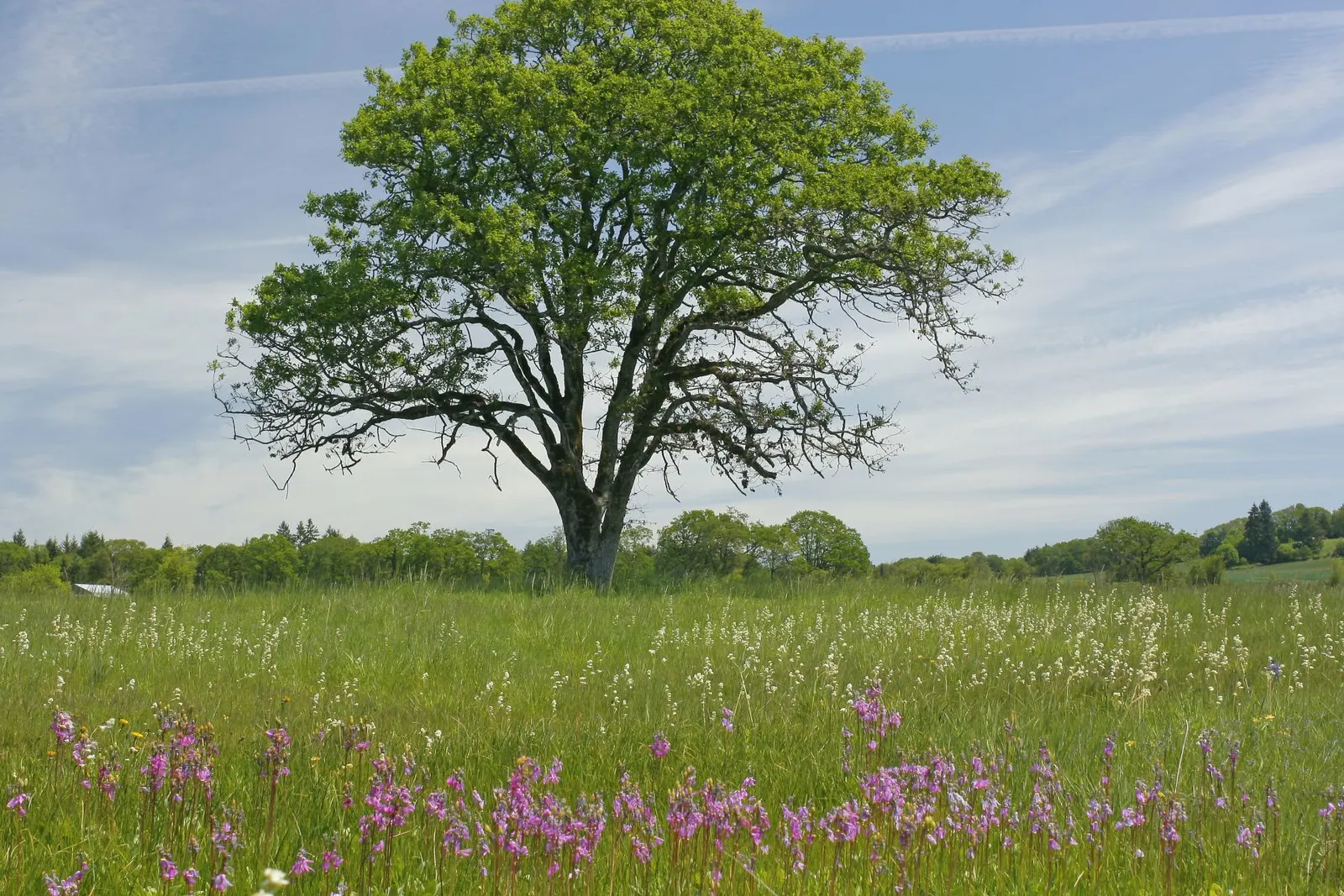 Oregon White Oak (Quercus Garryana) — albeit preferring well-drained conditions