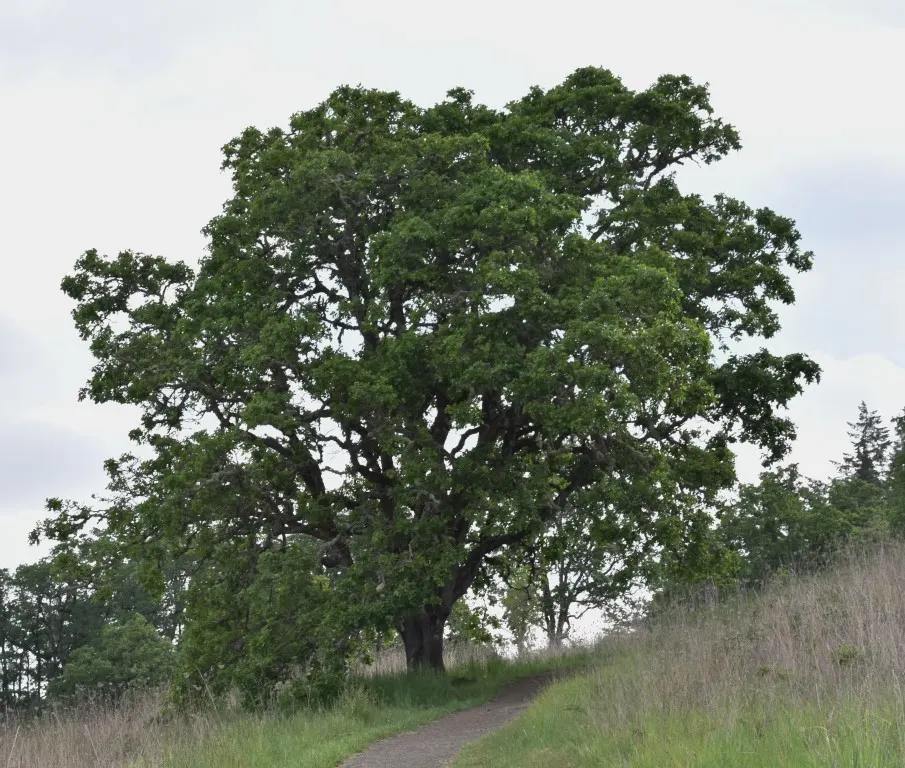Oregon White Oak (Quercus Garryana) — albeit preferring well-drained conditions; leathery leaves that transition to a rich palette of golden-brown hues in the