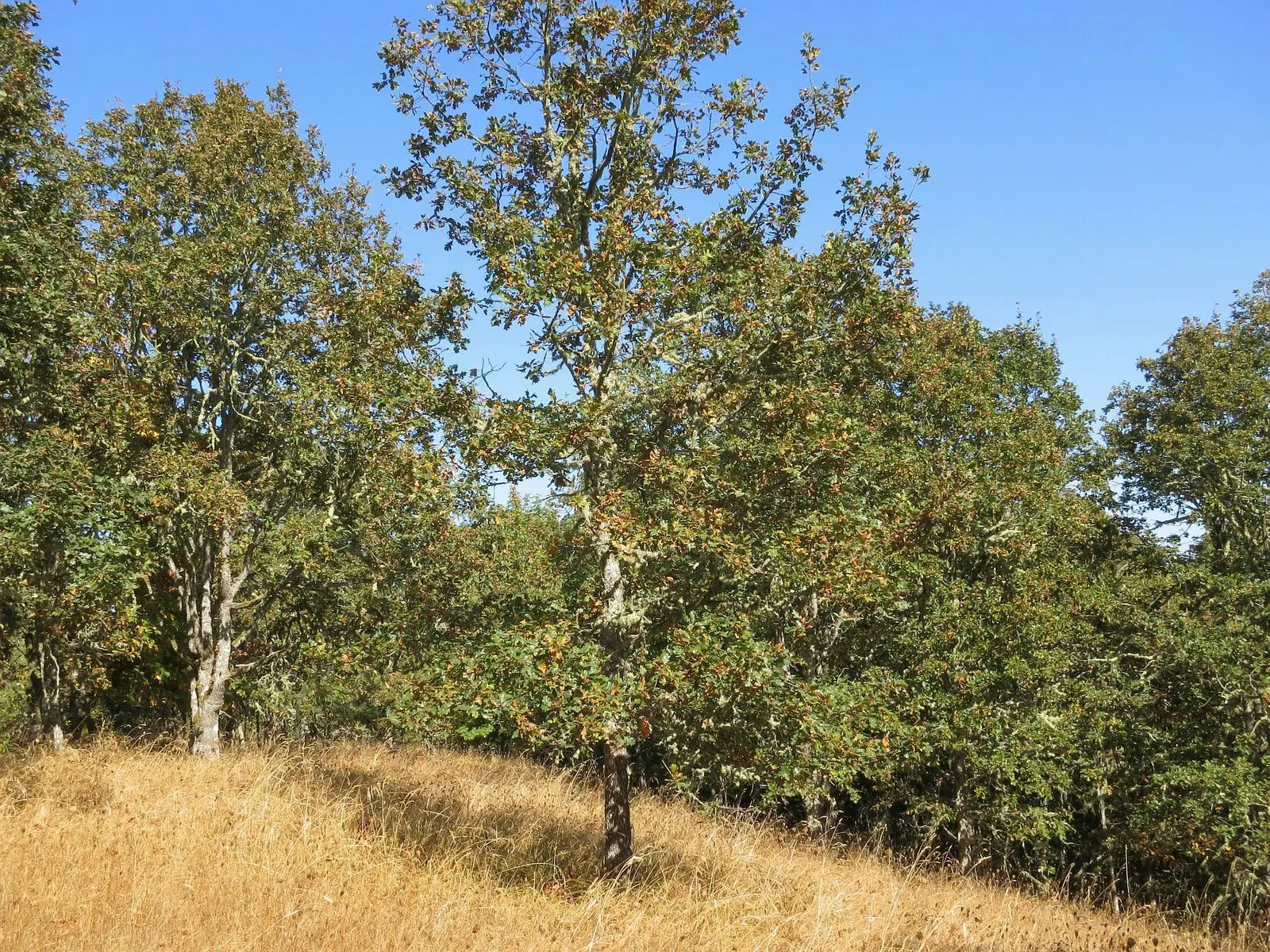Oregon White Oak (Quercus Garryana) — appreciated for its broad canopy and striking silhouette; quercus garryana provides year-round visual interest
