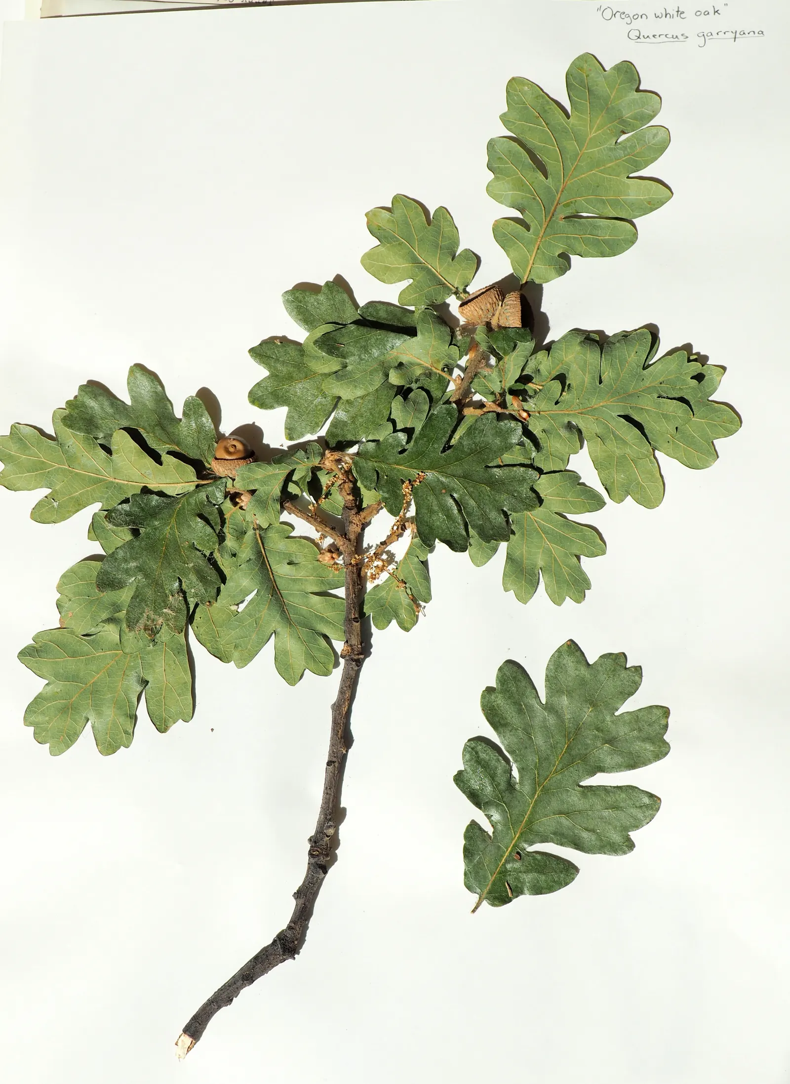 Oregon White Oak (Quercus Garryana) — this oak is drought-tolerant once established; making it an excellent choice for sustainable garden designs