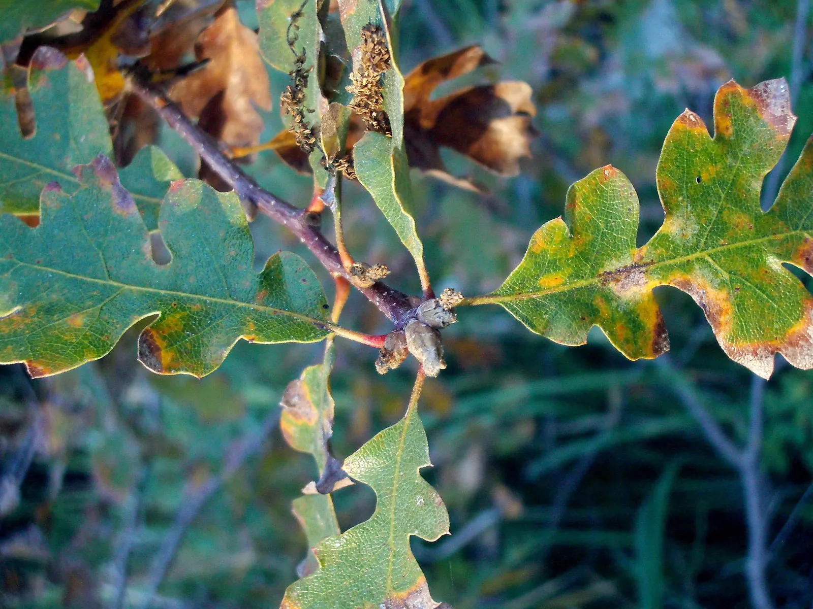 Oregon White Oak (Quercus Garryana) — Its massive root system should be heeded in the planning process