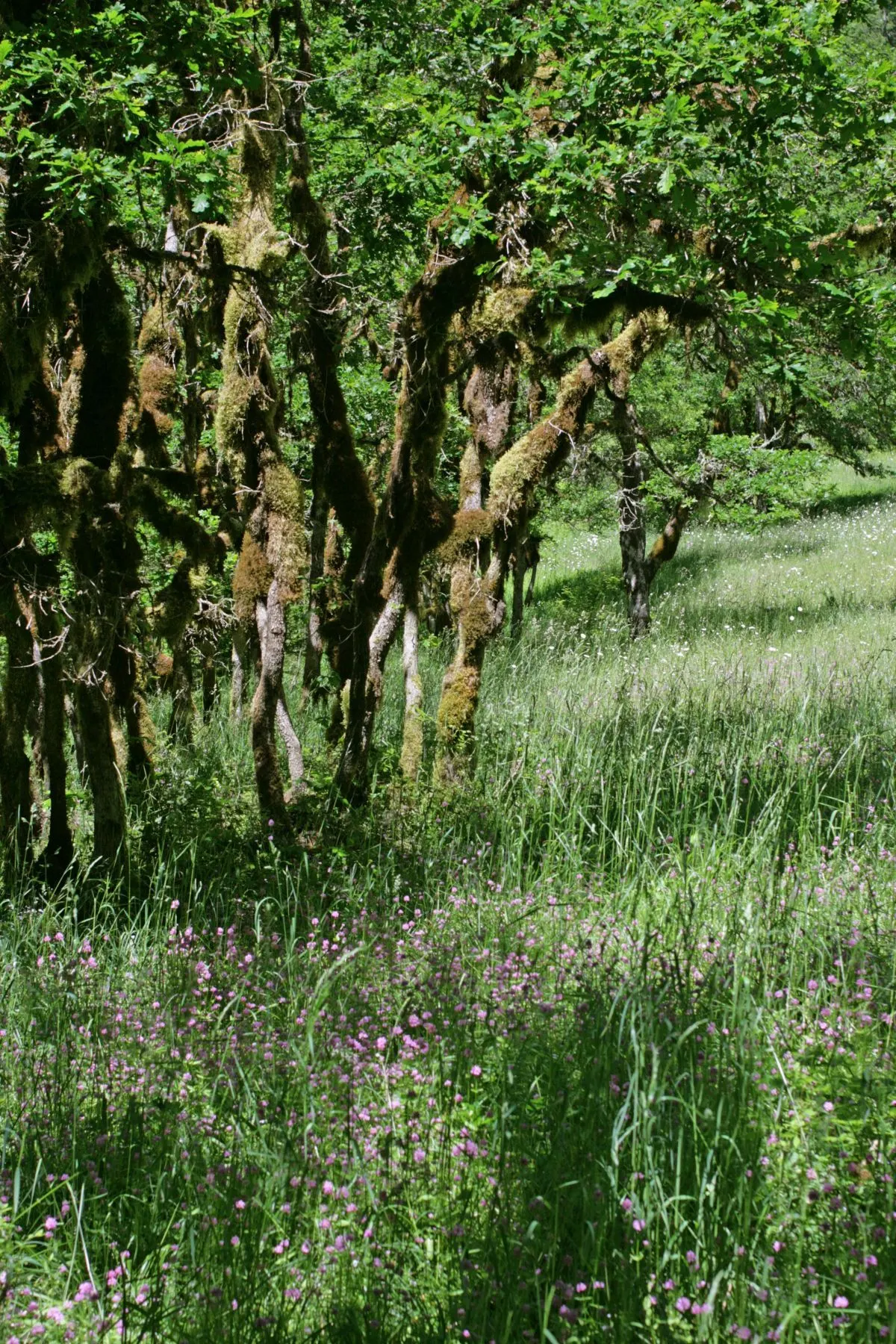 Oregon White Oak (Quercus Garryana) — is a stately and resilient species native to the Pacific Northwest