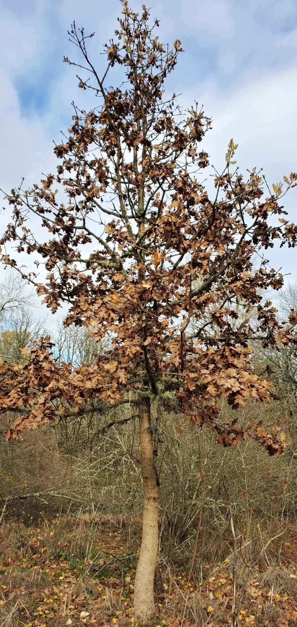 Oregon White Oak (Quercus Garryana) — is a robust deciduous tree