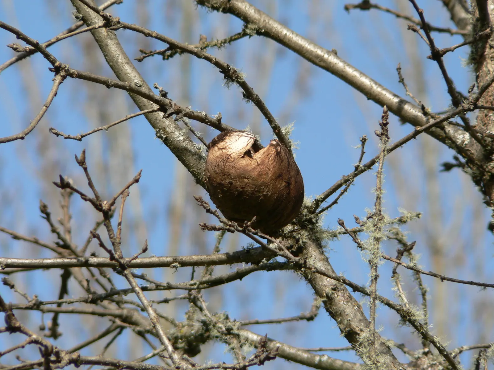 Oregon White Oak (Quercus Garryana) — This oak thrives in well-drained soils, tolerates drought, and suits zones 6-9; an essential component of any